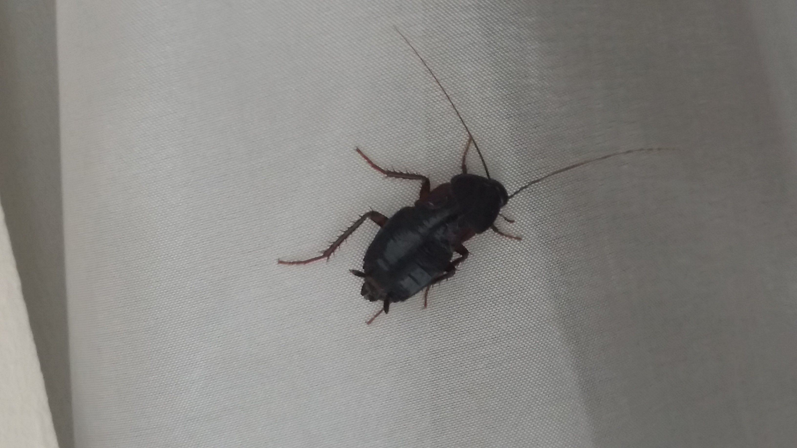 Черный жук похожий на таракана