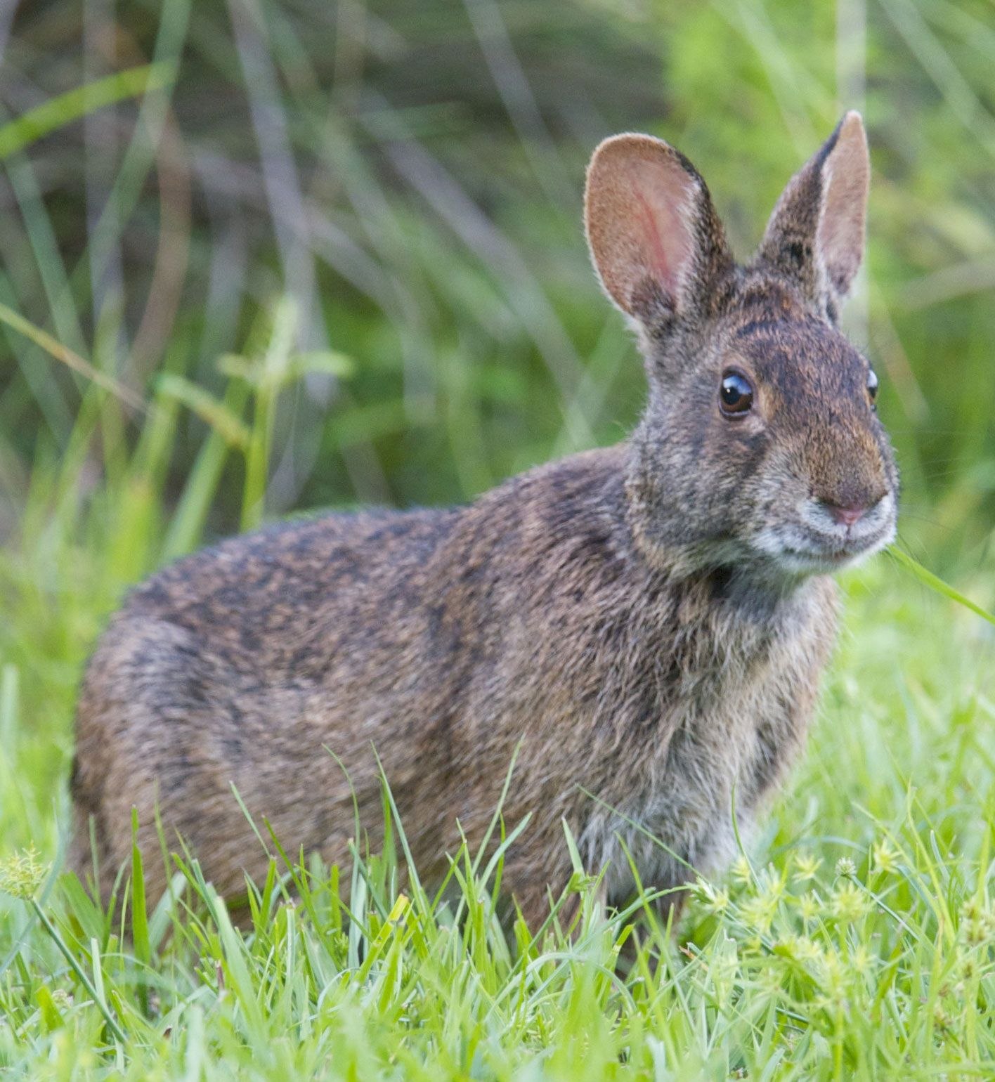 Болотный заяц. Айдахский кролик Пигмей. Зайцеобразные млекопитающие. Айдахский кролик, кролик-Пигмей. Болотный кролик Флорида.