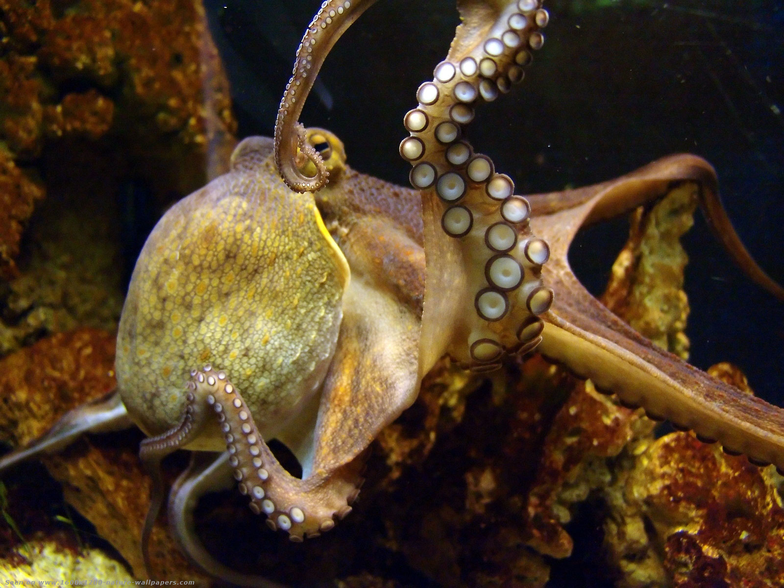 Головоногие осьминог. Осьминог Octopus vulgaris. Октопус вульгарис. Головоногие моллюски кальмар. Спрут моллюск.