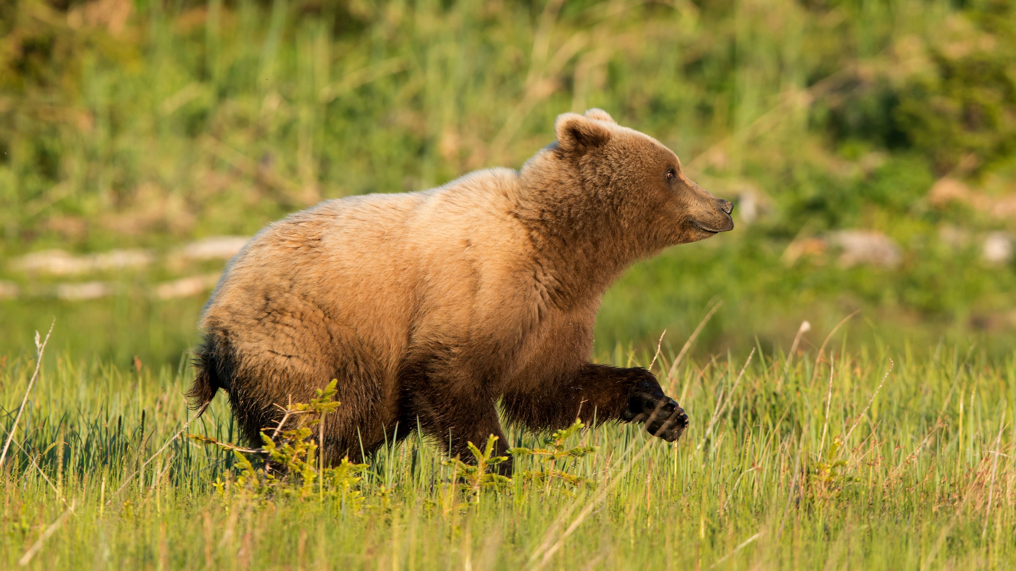 Bear fast. Медведь. Медведь бежит. Бурый медведь. Медвежата.