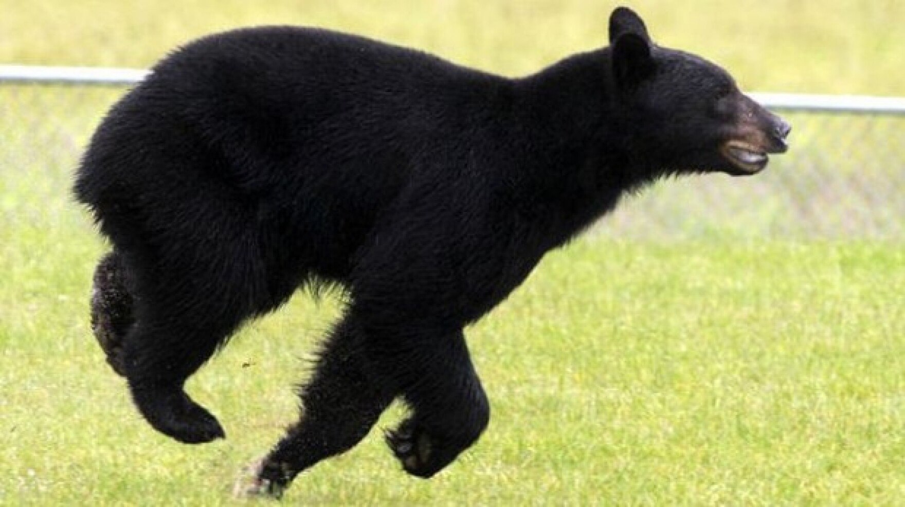 Скорость человека при беге от медведя. Black Блэк Беар. Барибал медведь. Медведь бежит. Медведь бегает.