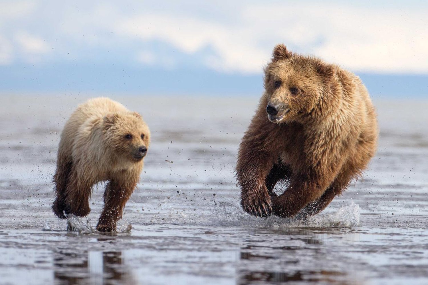 Сбежавшие медведи