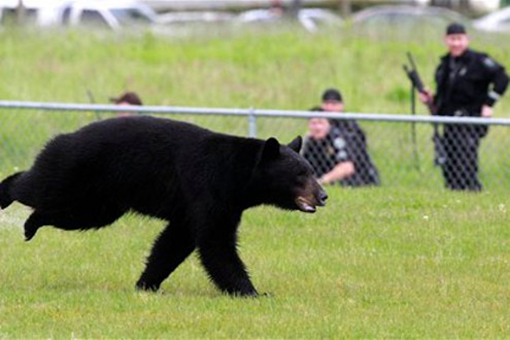 Какая скорость у медведя км ч. Барибал медведь. Медведь бежит. Бурый медведь бежит. Медведь убегает.