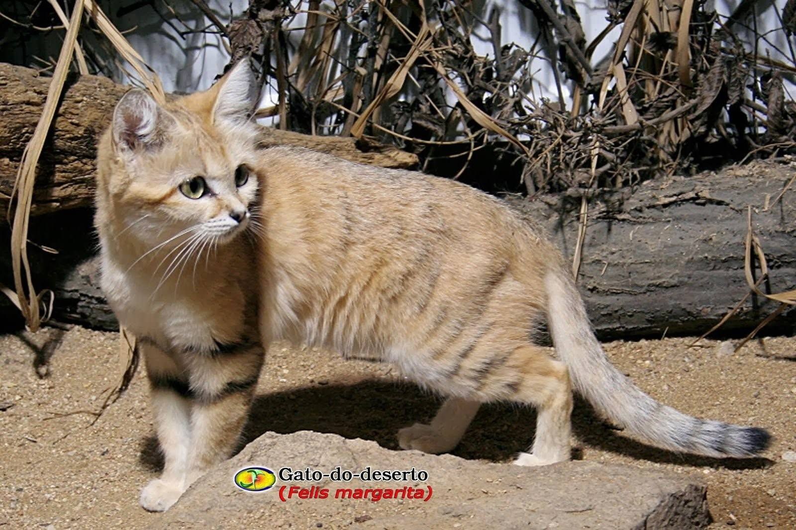 Пустынная кошка. Песчаная кошка (Felis Margarita). Барханный кот гибрид. Бархатный кот (Felis Margarita). Туркестанская Песчаная кошка.