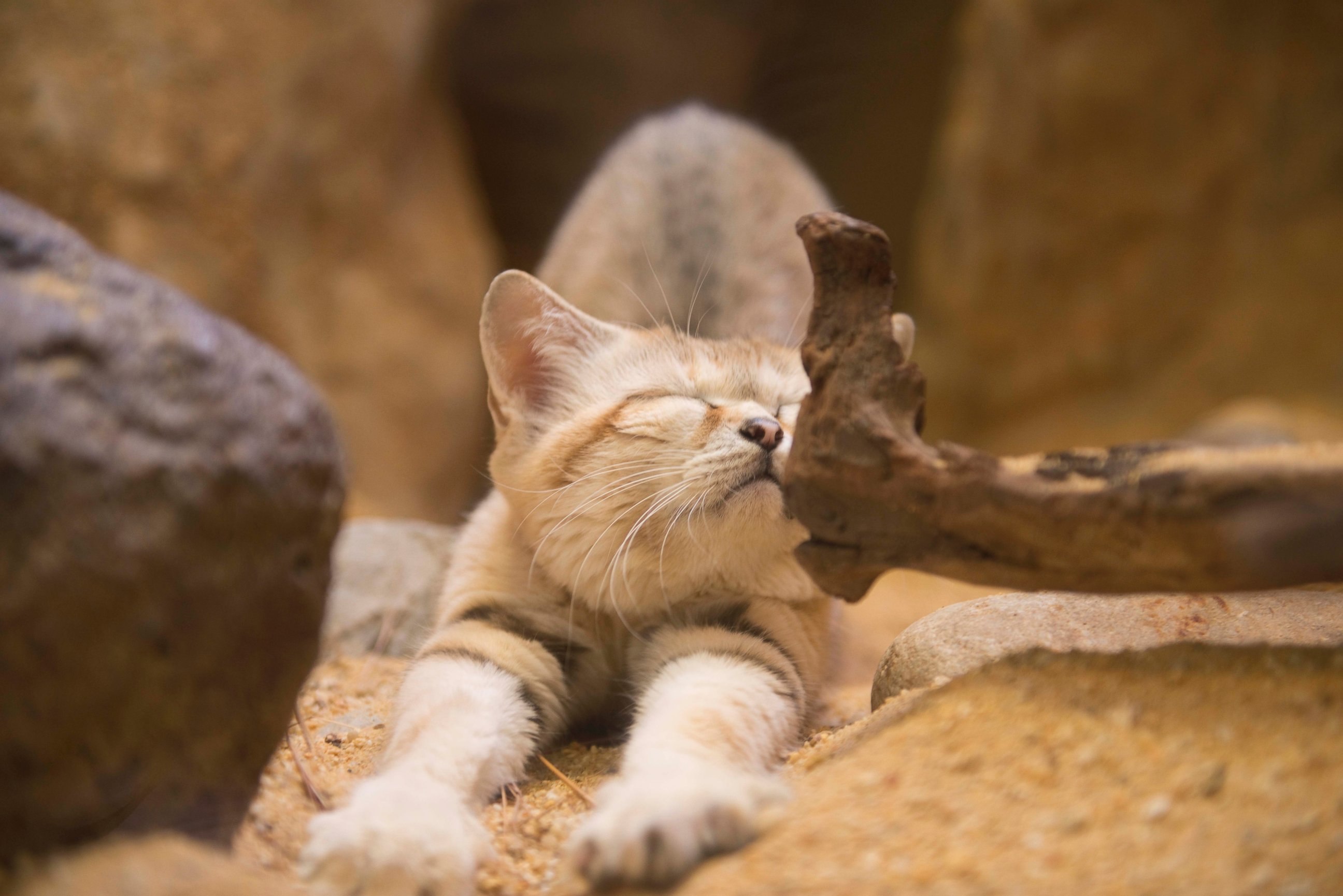 Кошка пустыни. Барханный кот. Барханный кот котята. Барханный песчаный кот. Барханный кот гибрид.