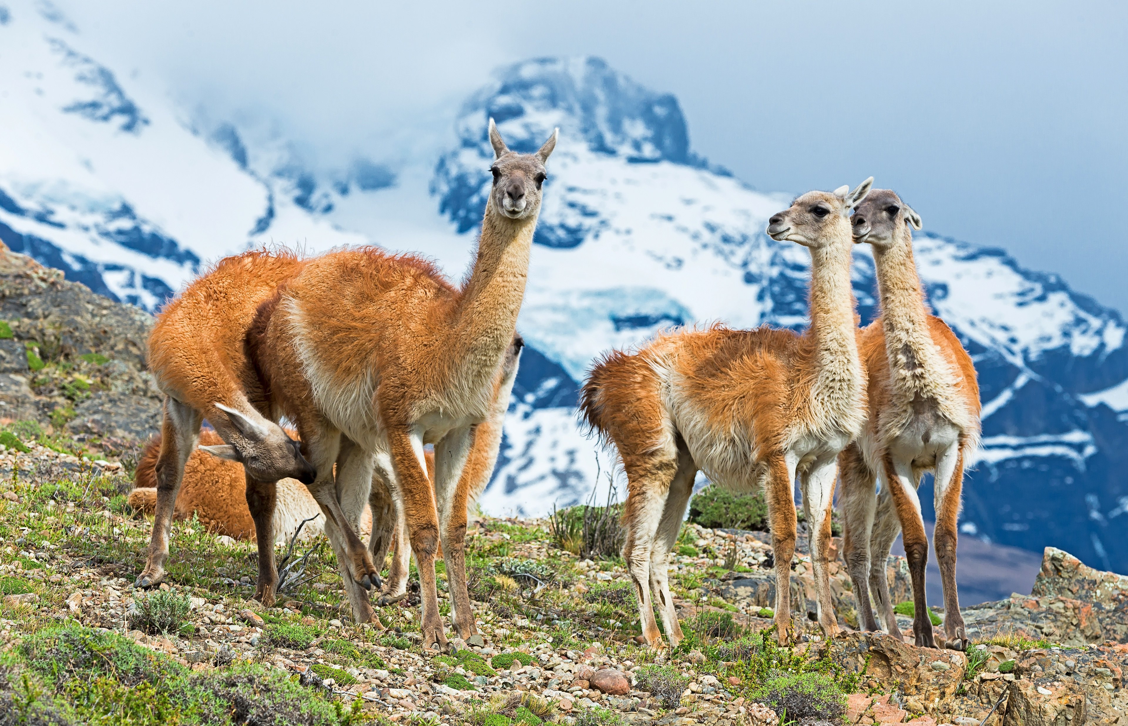 Жизнь животных в горах. Гуанако (Lama guanicoe). Альпаки Архыз. Лама Гималаи. Горный козел Гималаи.