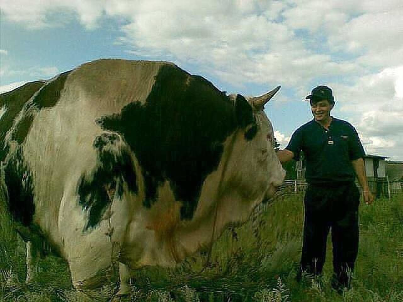 Огромная корова. Гигантский бык. Самые крупные коровы. Большие быки. Мир бики