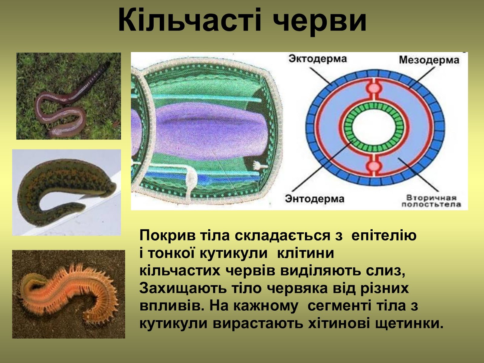 От каких животных произошли кольчатые черви моллюски. Строение кольчатых червей 7 класс. Кольчатые черви строение покровов. Тип круглые черви и кольчатые черви. Строение кожных покровов кольчатых червей.