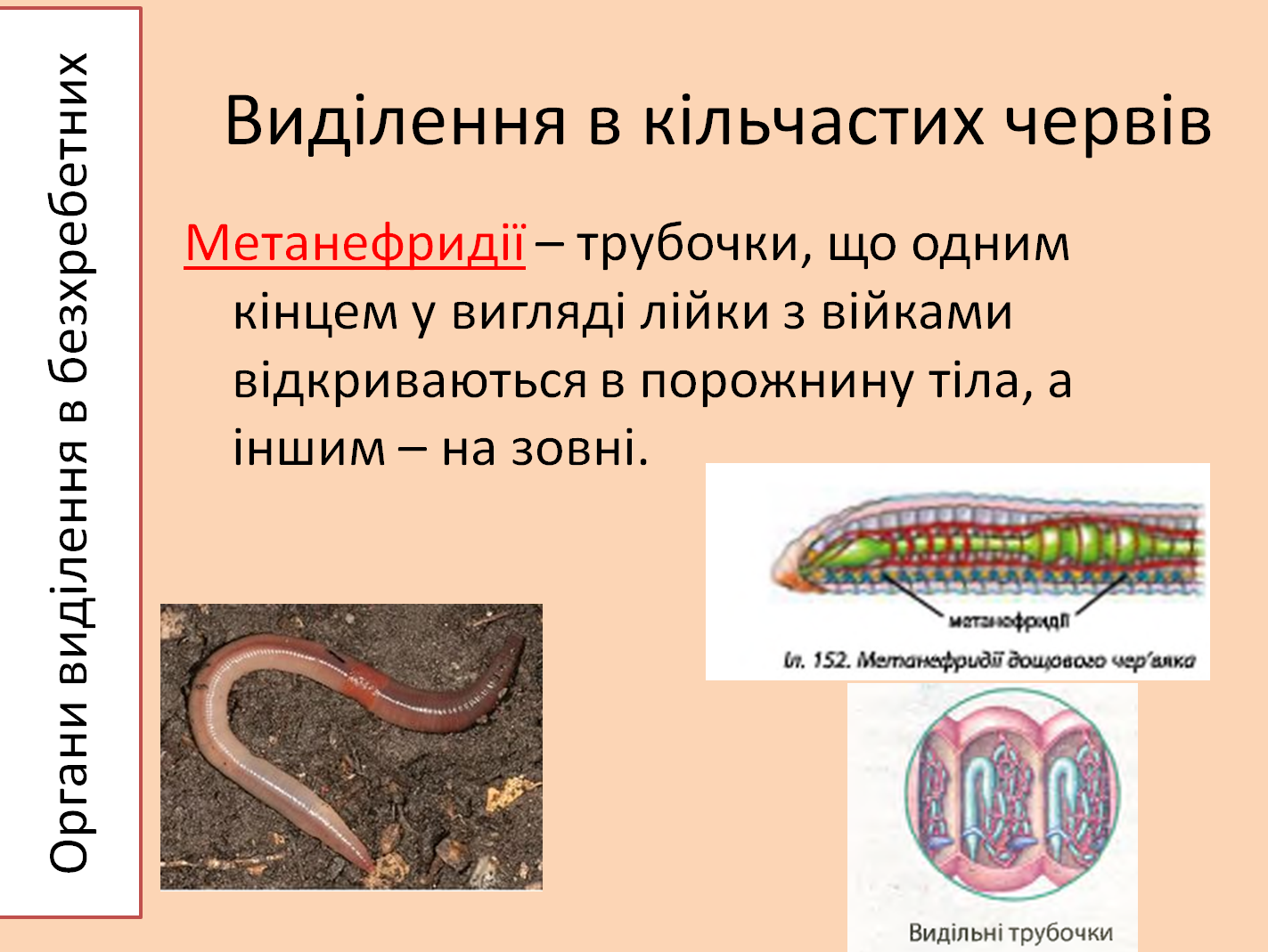 Лестничные черви. Строение дождевого червя. Метанефридии у червей. Лестничный Тип червей. Круглые черви имеют нервную систему.