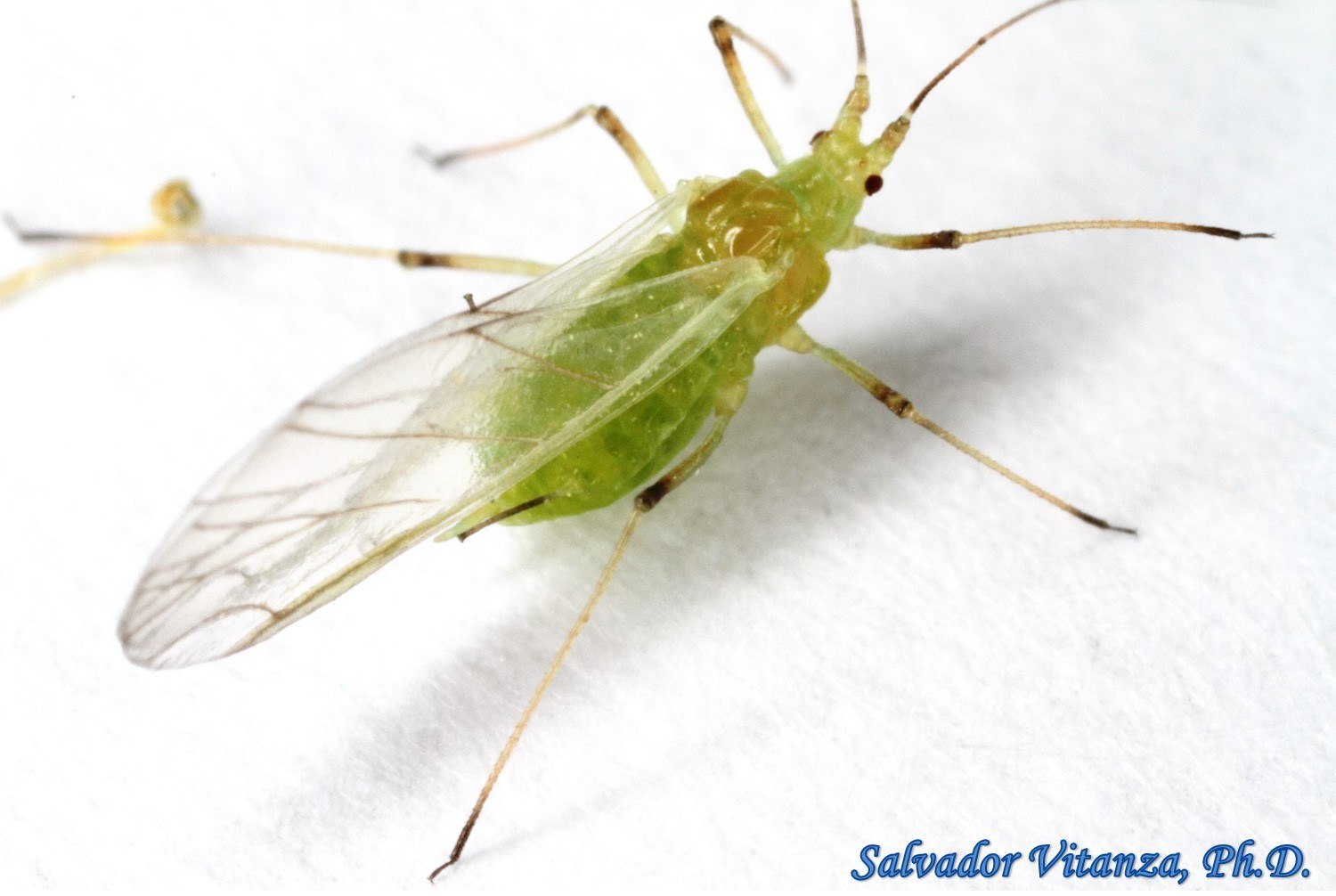 Зеленая муха тля. Acyrthosiphon Pisum. Гороховая тля. Тли (Aphididae). Зеленая яблонная тля Имаго.