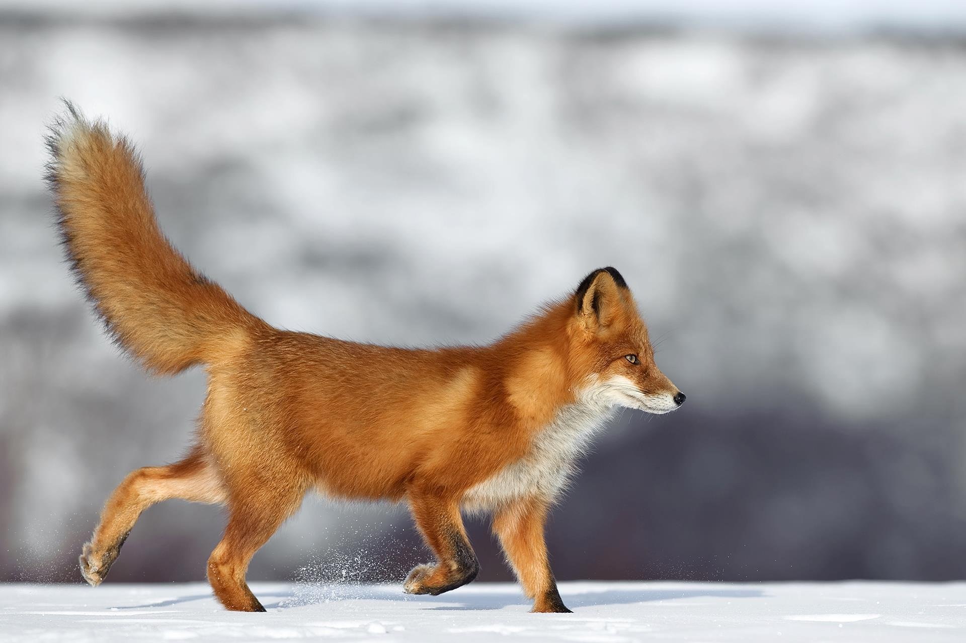 Хвосты помогают животным. Камчатская лиса огневка. Хвост лисы. Лиса с пушистым хвостом. Рыжая лиса.