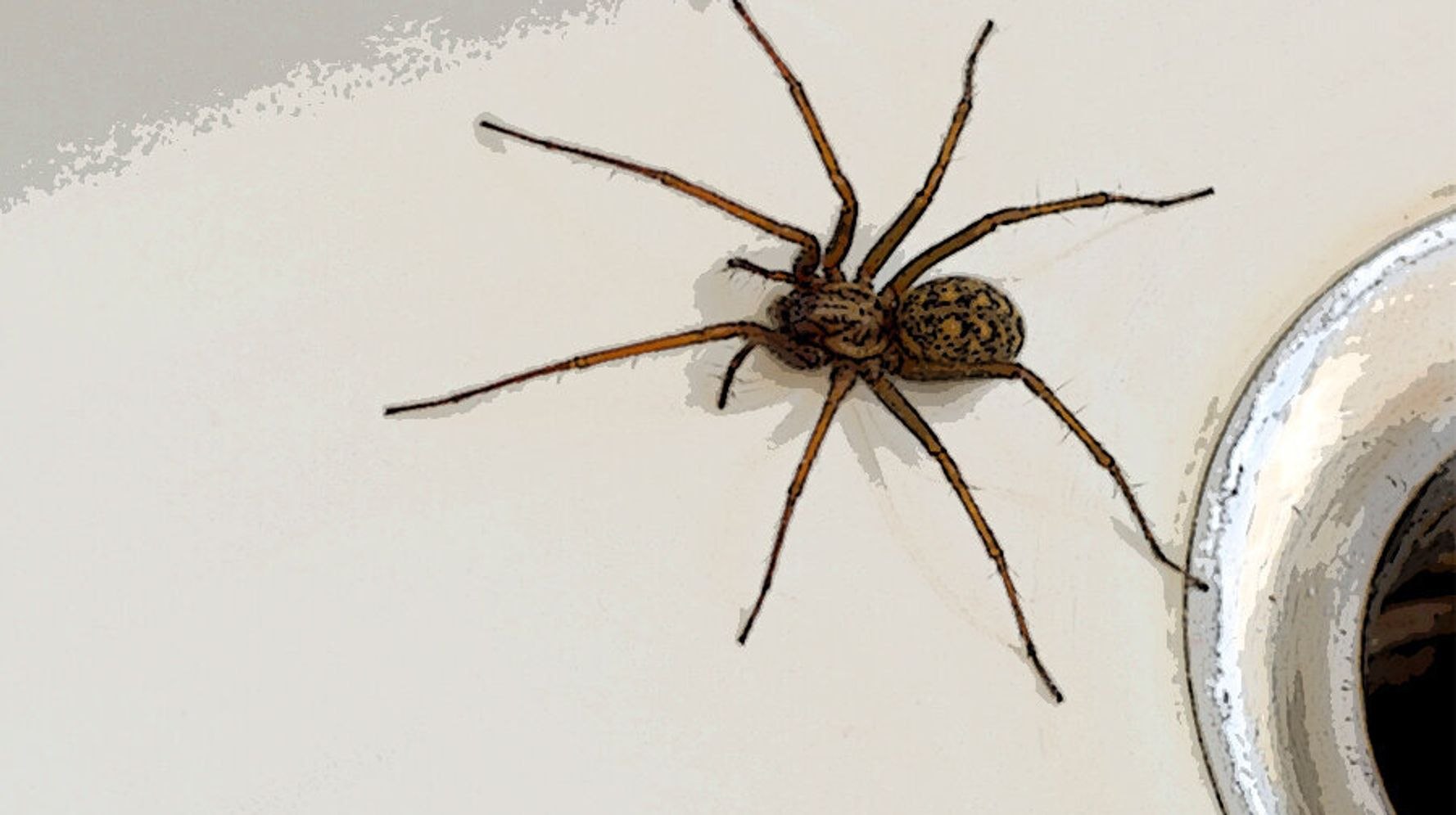 Паук коричневый домашний. Огромные домашние пауки. Домашние коричневые пауки. Квартирные пауки.