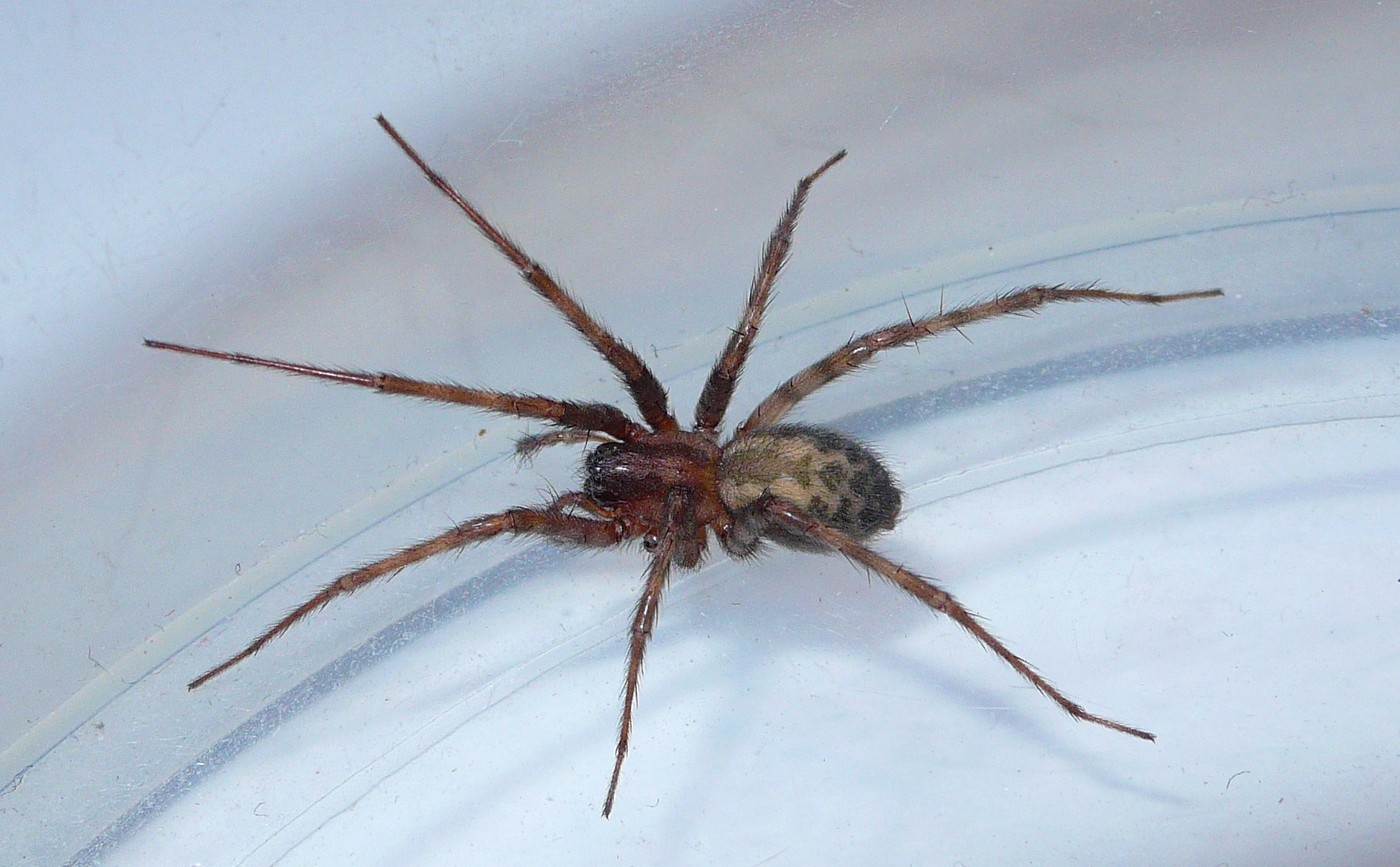 Тегенария домовая. Tegenaria duellica. Полосатый Домовой паук. Домовый паук Tegenaria domestica.