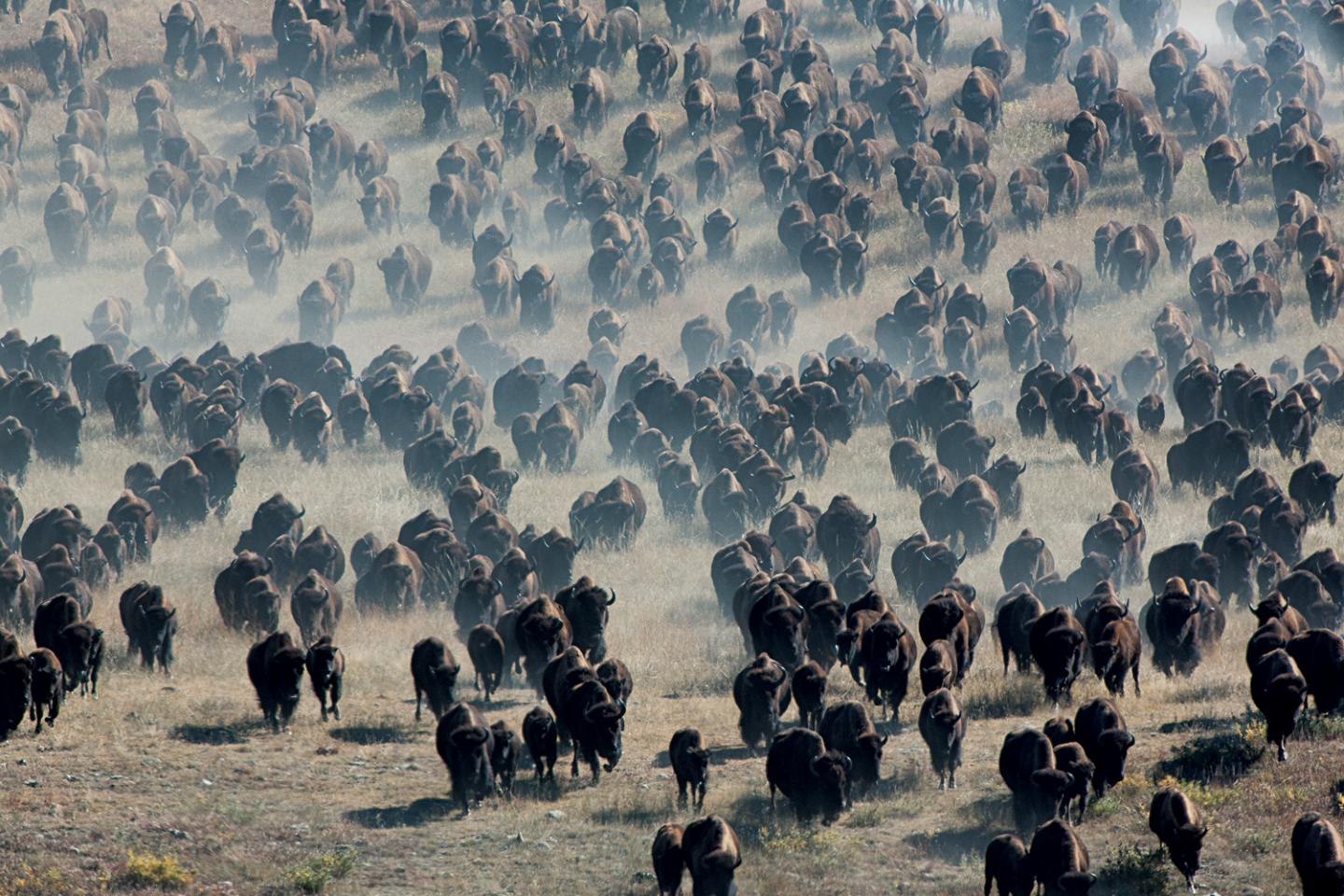 Толпа бизонов. Стадо бизонов бежит. Стада бизонов в Америке. Стая буйволов. Бизон стая.