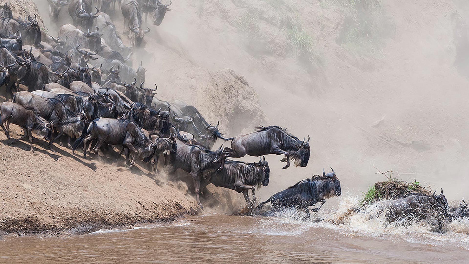 Гора гну. Миграция антилоп гну. Стадо антилоп гну. Стадо антилоп гну ущелье. Мигрирование антилоп гну.