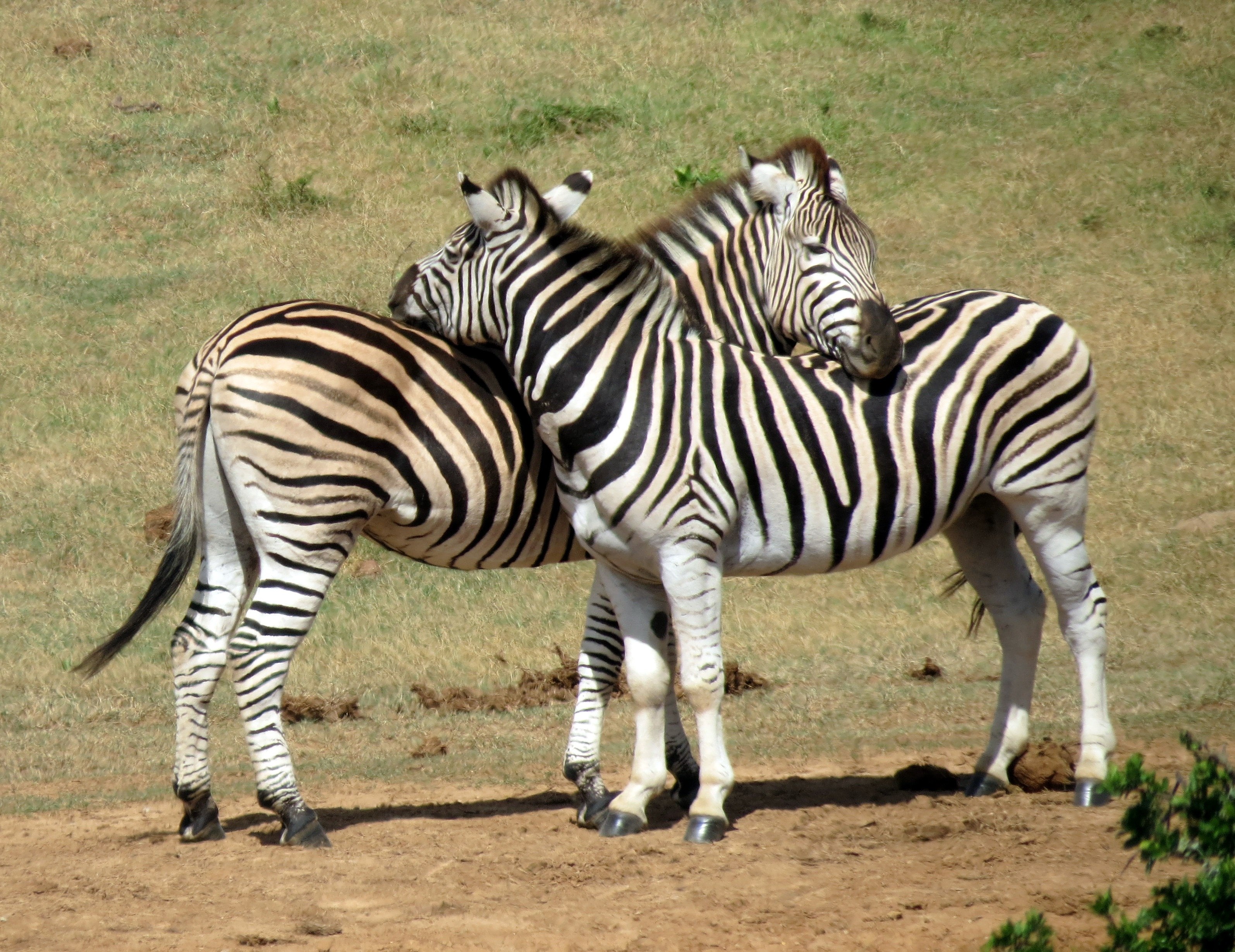 Спаривание зебр