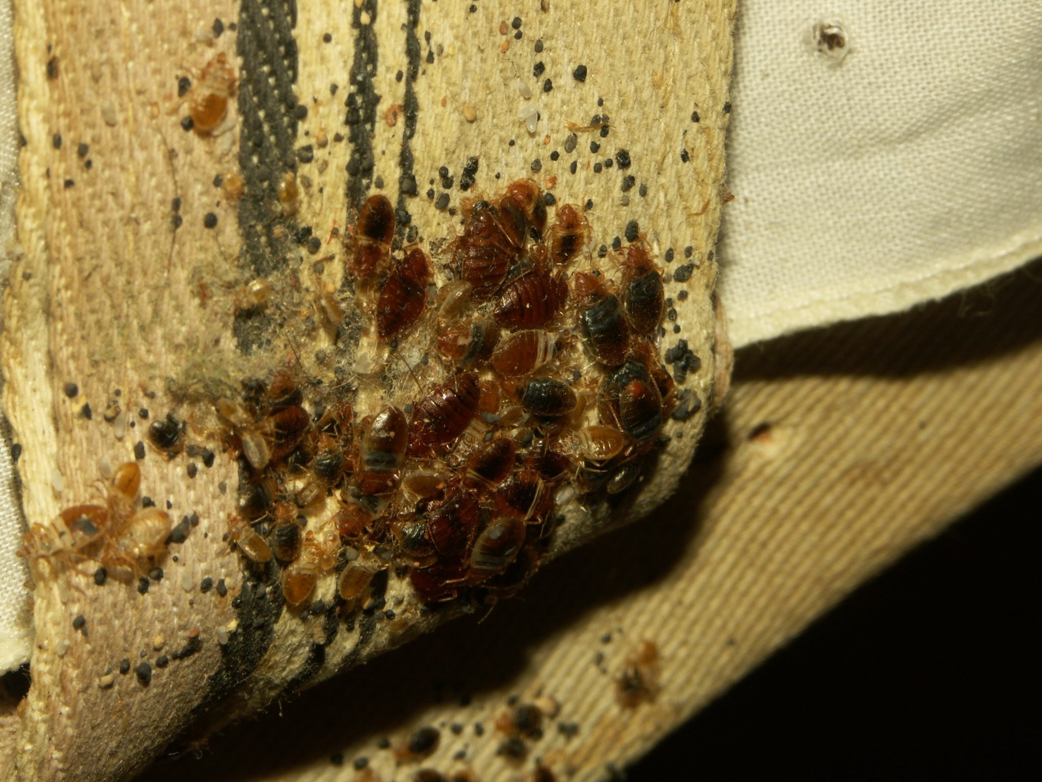 Чем питаются личинки клопов. Cimex lectularius - постельный клоп гомеопатия. Хитиновая оболочка клопа. Постельный клоп Cimex lectularius (личинки, нимфы).