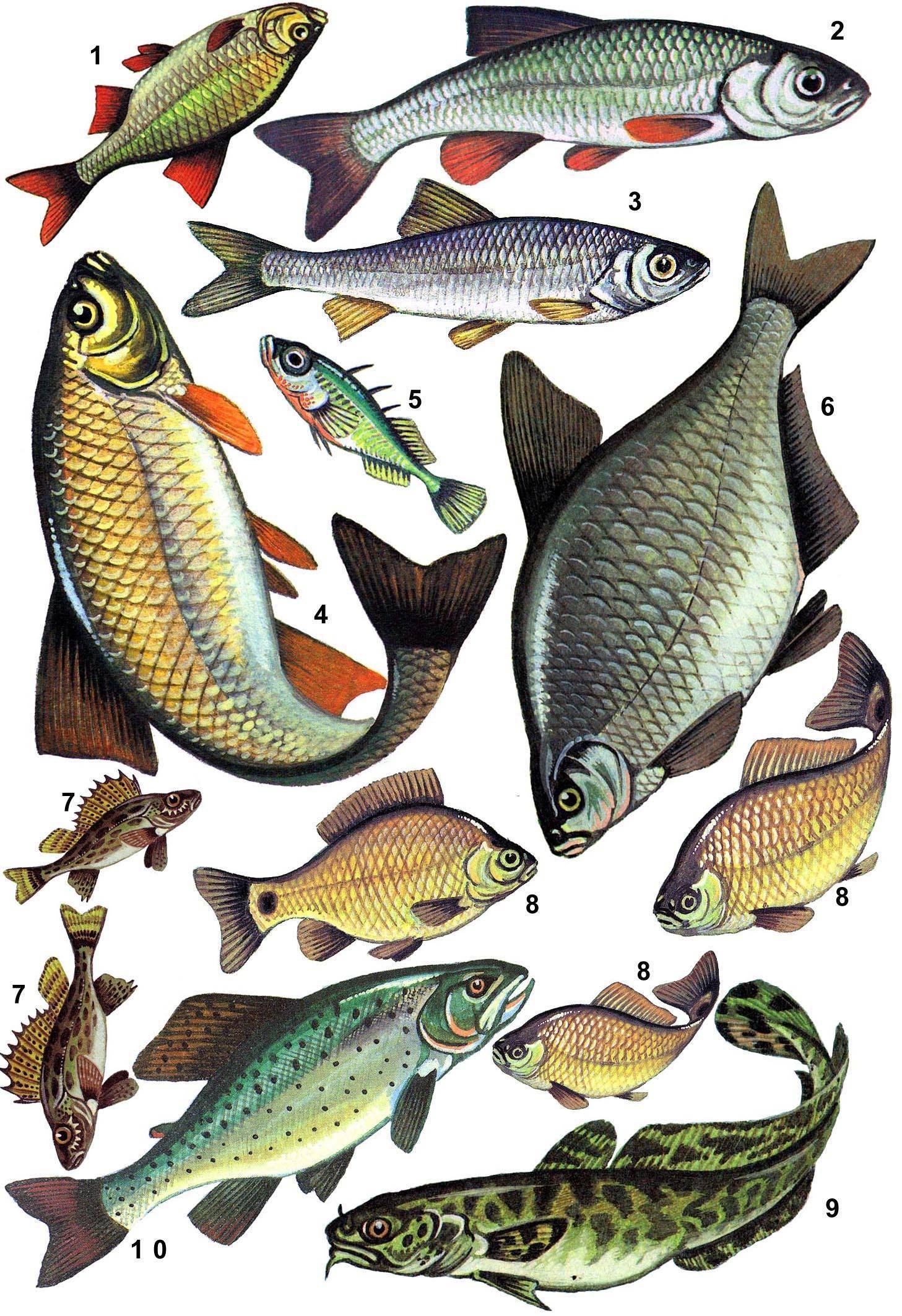 Фото Речная рыба, более 86 качественных бесплатных стоковых фото