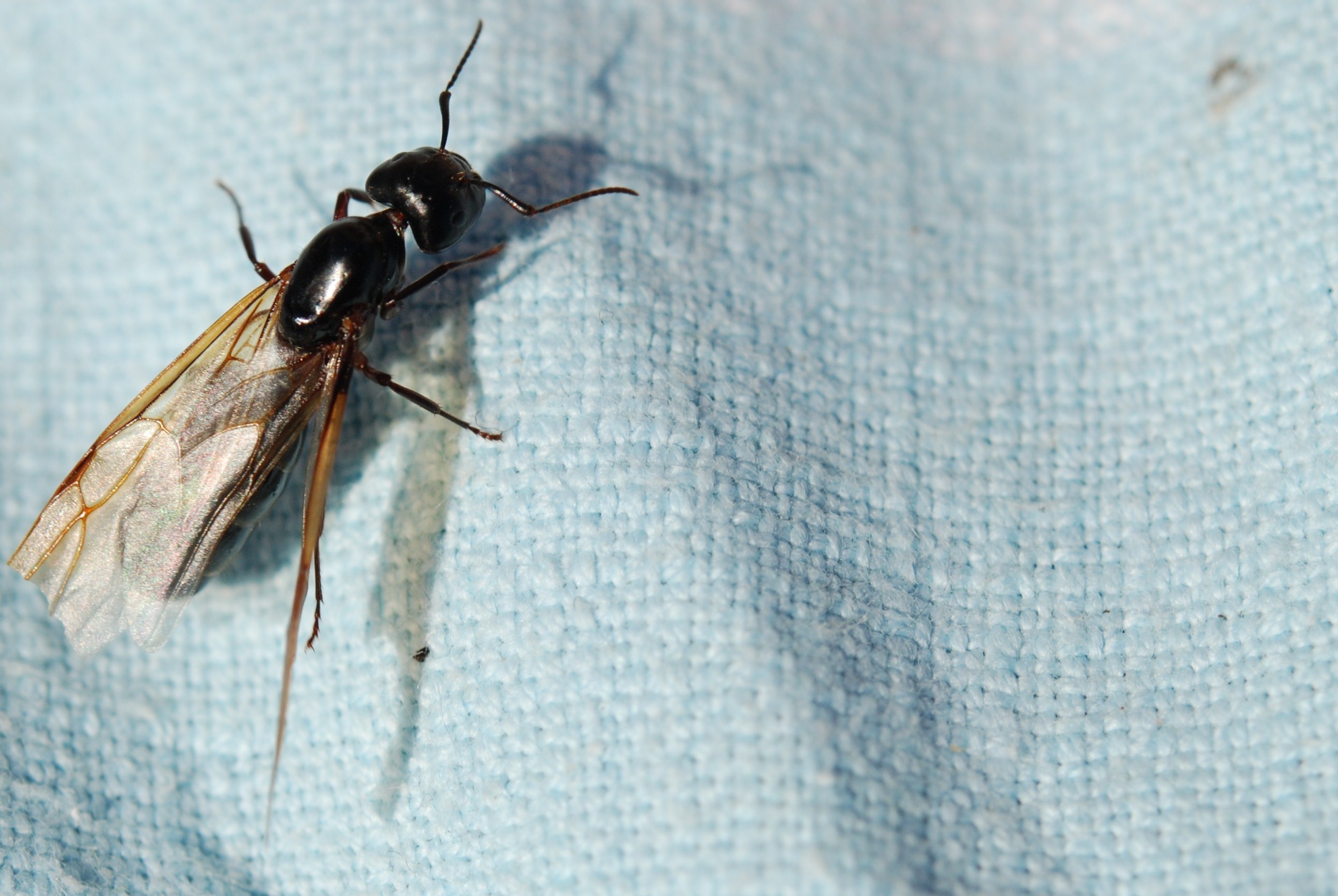 Летающие муравьи в доме. Мелкие летающие насекомые. Летающее насекомое похожее на муравья. Маленькое насекомое с крыльями. Летающие насекомые в квартире.