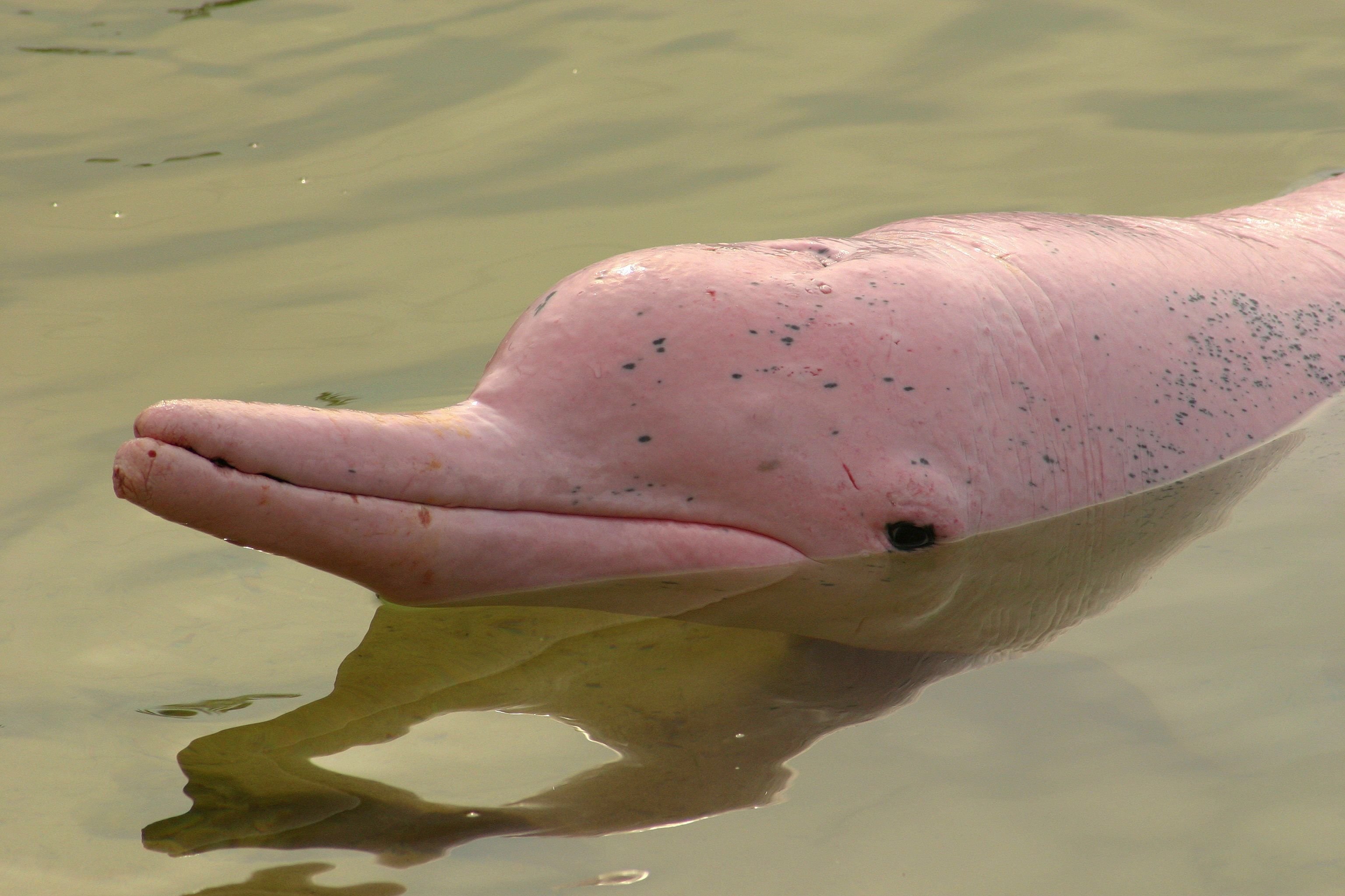 Амазонский дельфин 4. Амазонский Дельфин речные дельфины. Розовыми амазонскими речными дельфинами. Розовый Дельфин боуто. Розовый Речной Дельфин амазонки.