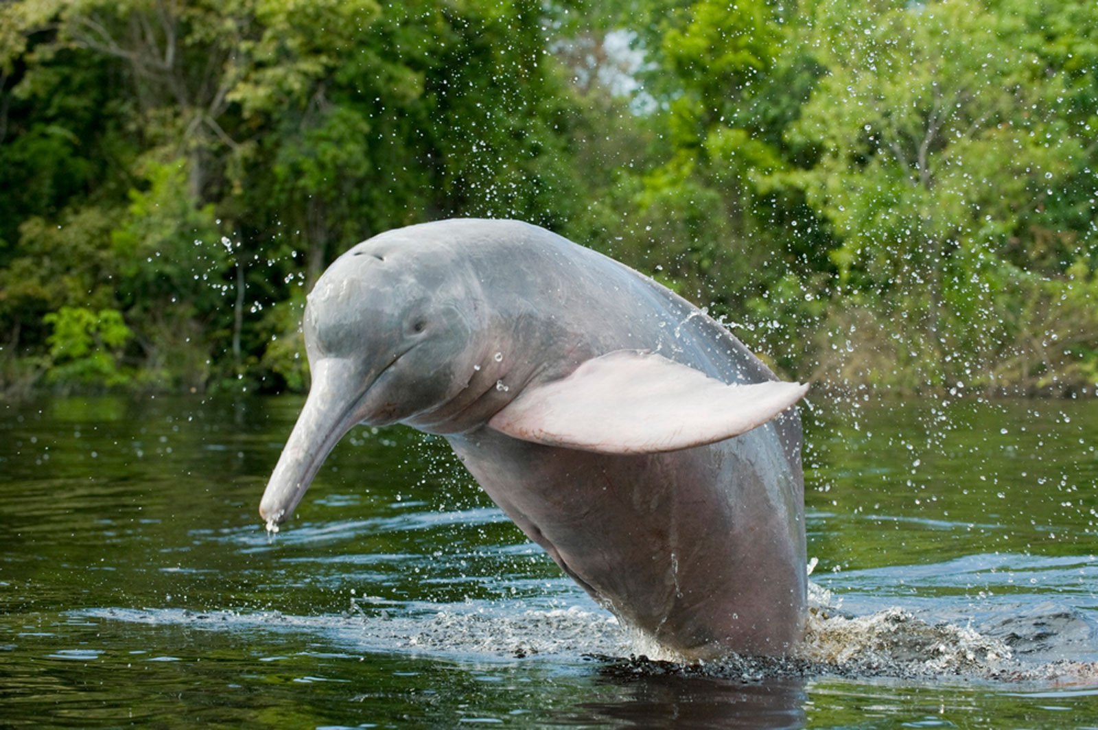 Амазонский дельфин 4. Гангский Дельфин. Амазонский Дельфин. Речной Дельфин амазонки. Речной Дельфин иния.