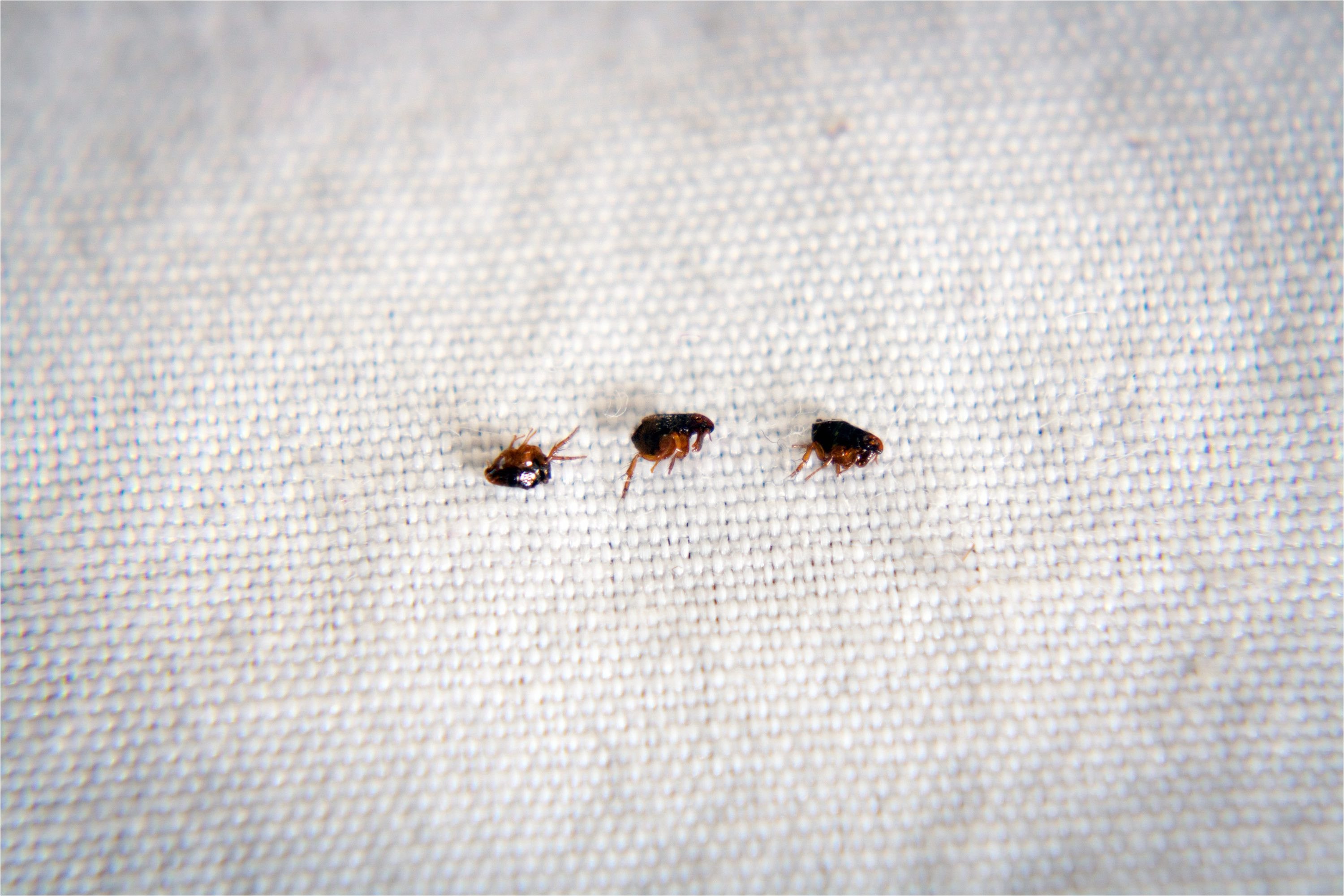 Маленькие черные насекомые (69 фото) - красивые фото и картинки pofoto.club