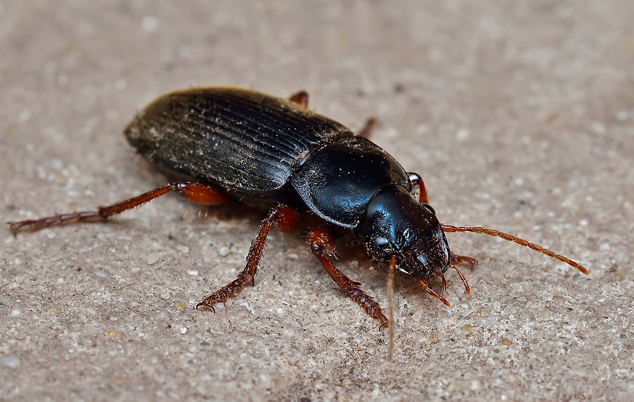 Жуки в квартире. Жужелица Harpalus rufipes. Жук таракан черный. Жук Прусак. Таракан жужелица.