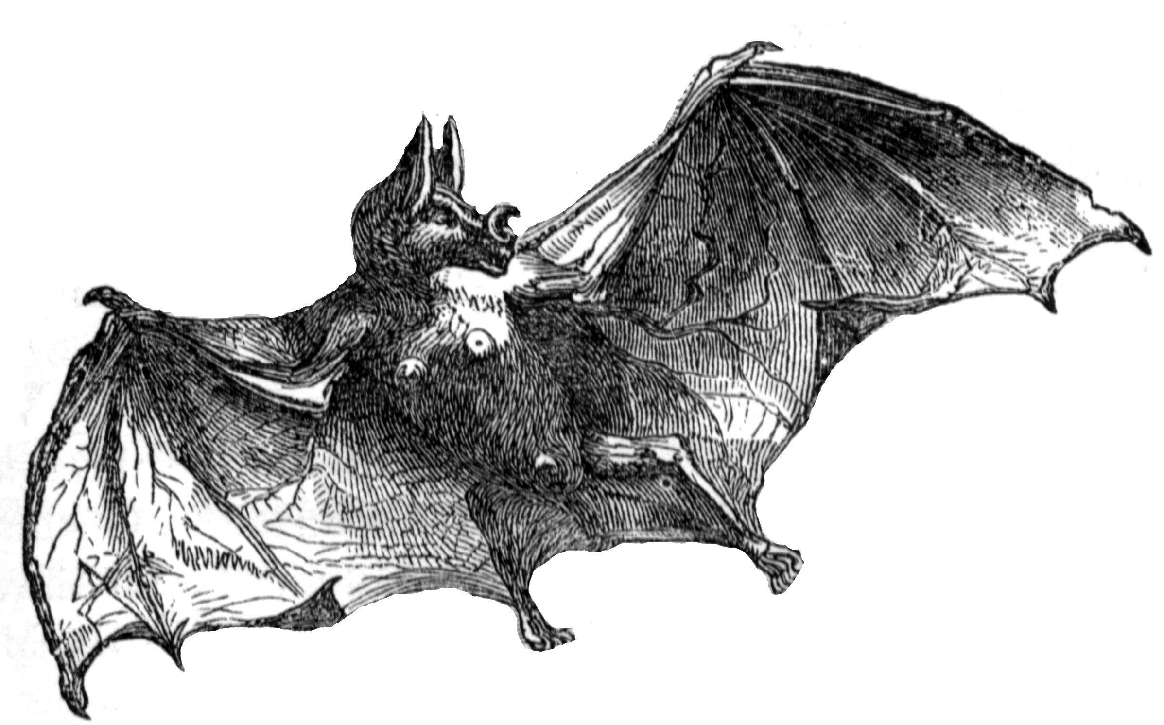 Мышь в мифологии. Вампир крылан. Обыкновенный вампир летучая мышь. Летучая мышь нетопырь.