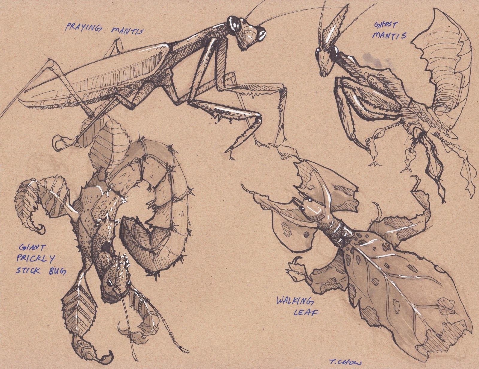 Строение богомола. Референсы рисунков насекомых. Насекомые референс. Анатомия насекомых для рисования.