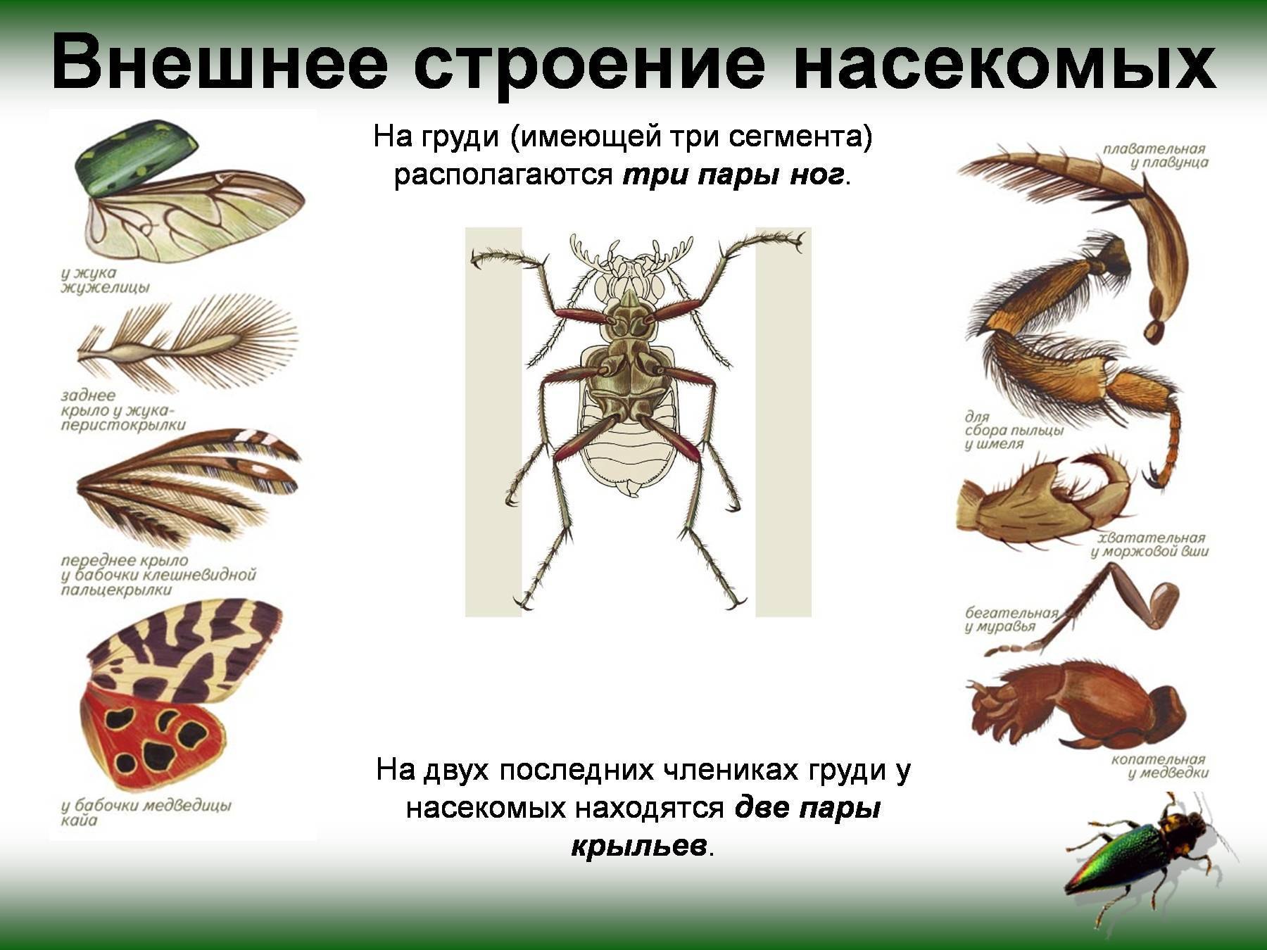 Три пары ног у. Внешнее строение насекомых 7 класс биология. Внешнее и внутреннее строение насекомого биология 7 класс. Внешне строение насекомых. Внешнее строение груди насекомых.