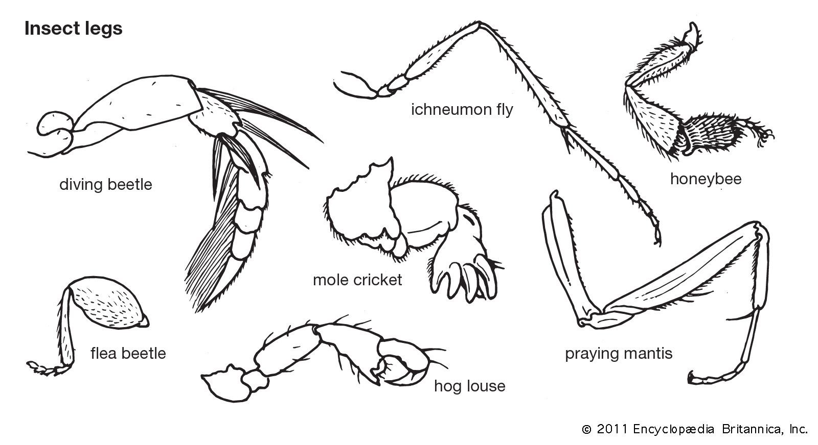 Insect legs