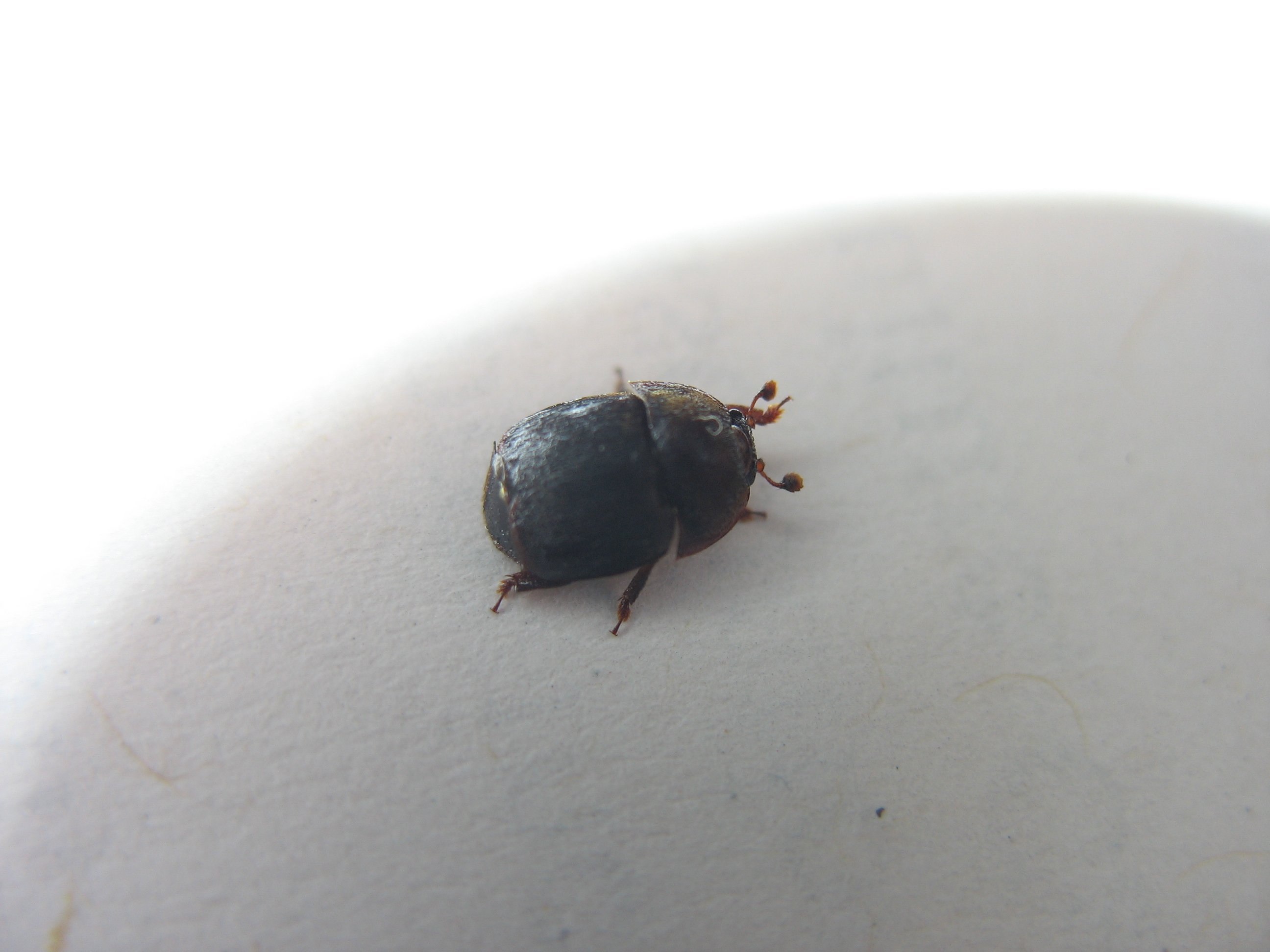 Черный маленький жук в квартире (69 фото) - красивые фото и картинки  pofoto.club