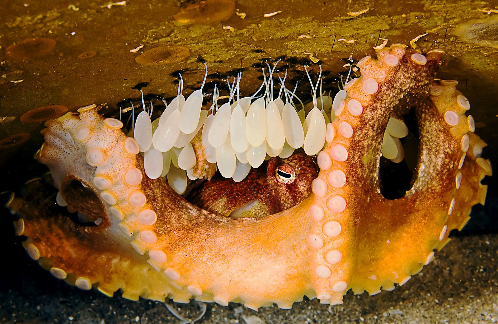 Рыба откладывающая икру в моллюске. Осьминог высиживает яйца. Головоногие моллюски яйца. Размножение головоногих моллюсков.