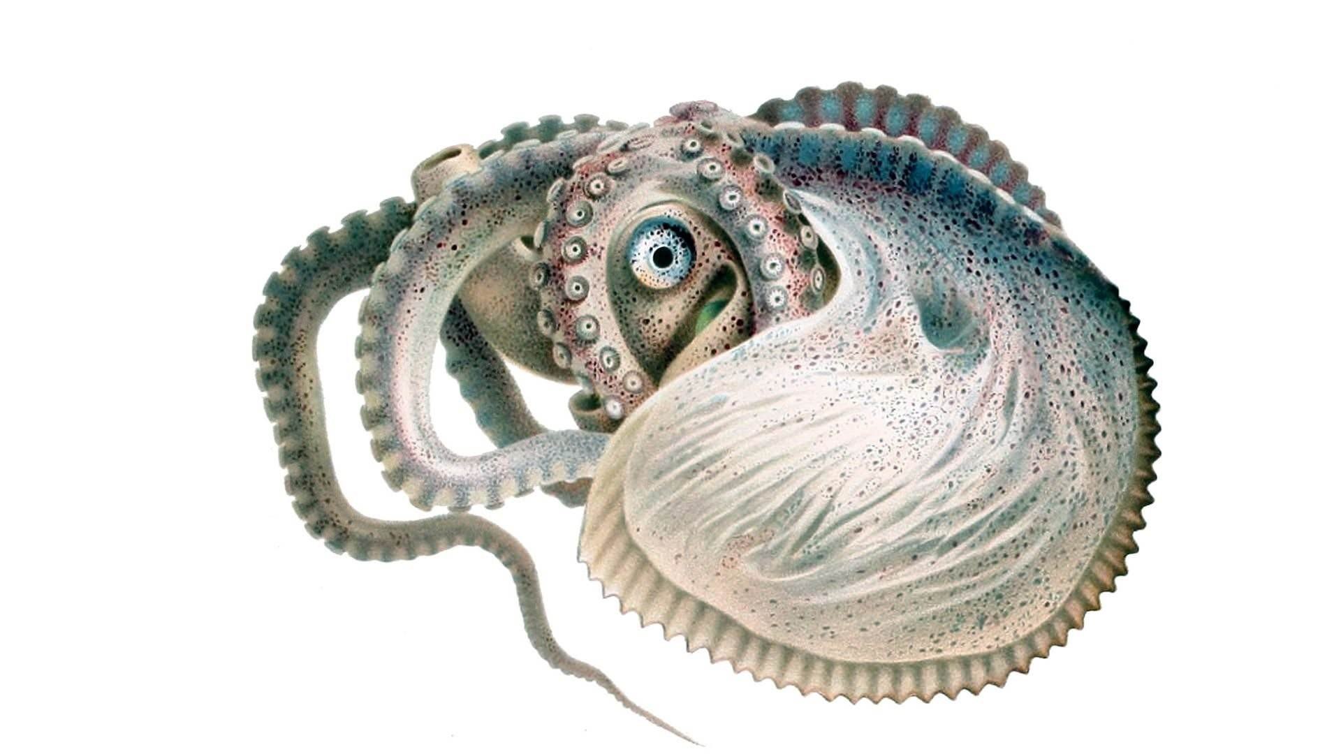 Головоногие голова. Аргонавт моллюск. Головоногие моллюски Аргонавт. Моллюск Аргонавт Наутилус. Осьминог Аргонавт.