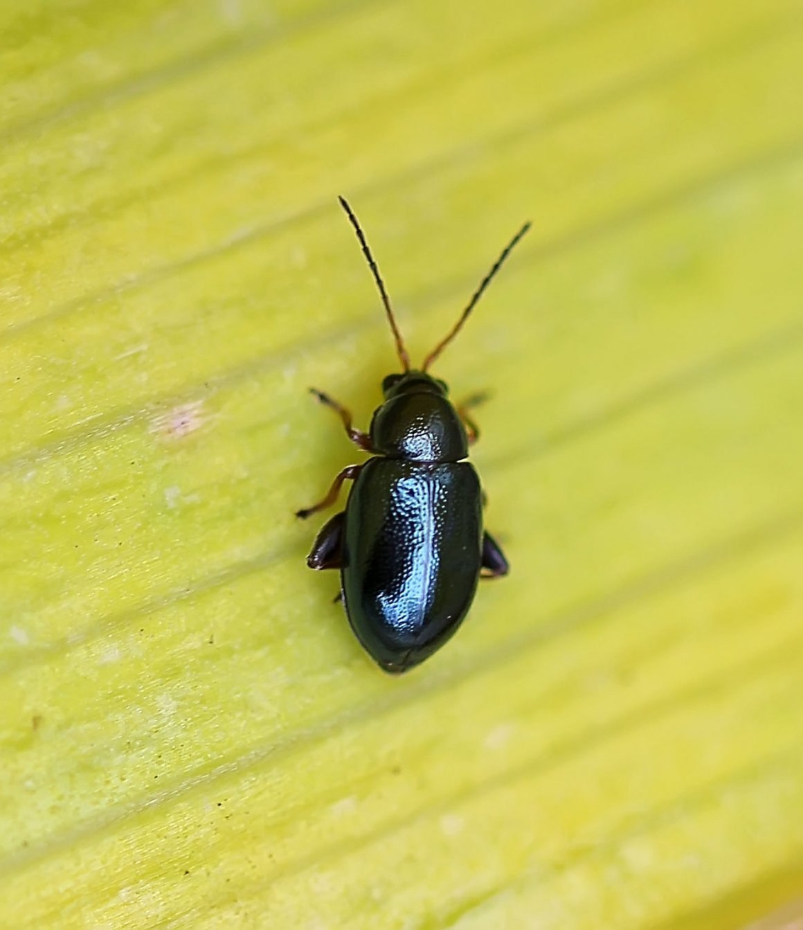 Черные жуки в деревянном доме (63 фото) - красивые фото и картинки  pofoto.club
