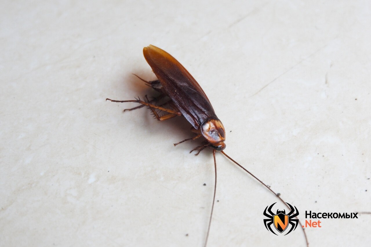 Черный жук похожий на таракана. Жук ХРУЩЕВИК черный малый. Насекомое похожее на таракана. Жук похожий на таракана. Жуки похожие на тараканов.