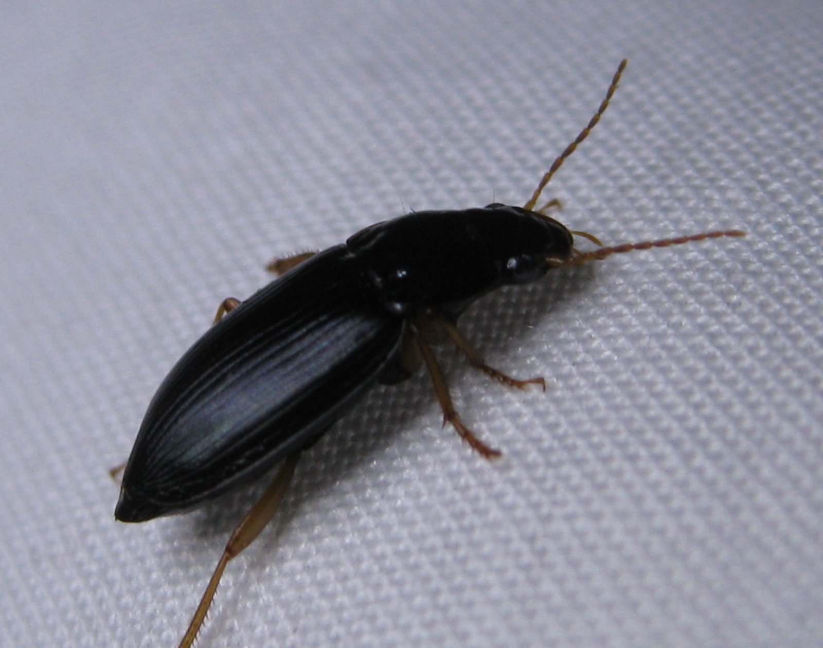 Черный жук похожий на таракана. Жук ХРУЩЕВИК черный малый. Черный Жук Франкавилла. Скосарь малый черный Жук. Таракан черный (Blatta orientalis).