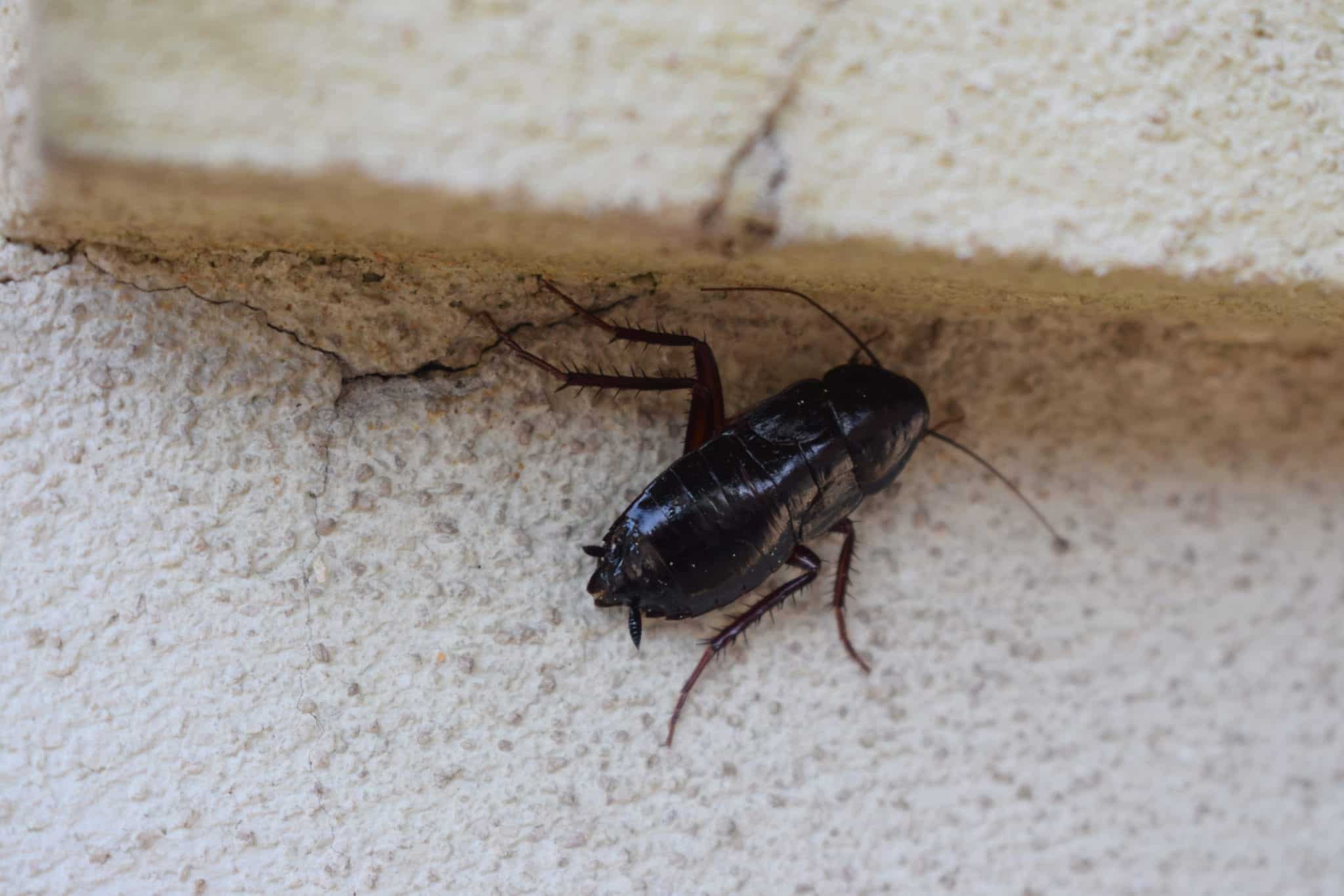 Черный жук похожий на таракана. Таракан черный (Blatta orientalis). Таракан Ориентал. Таракан oriental. Чёрный Жук похожий на таракана.