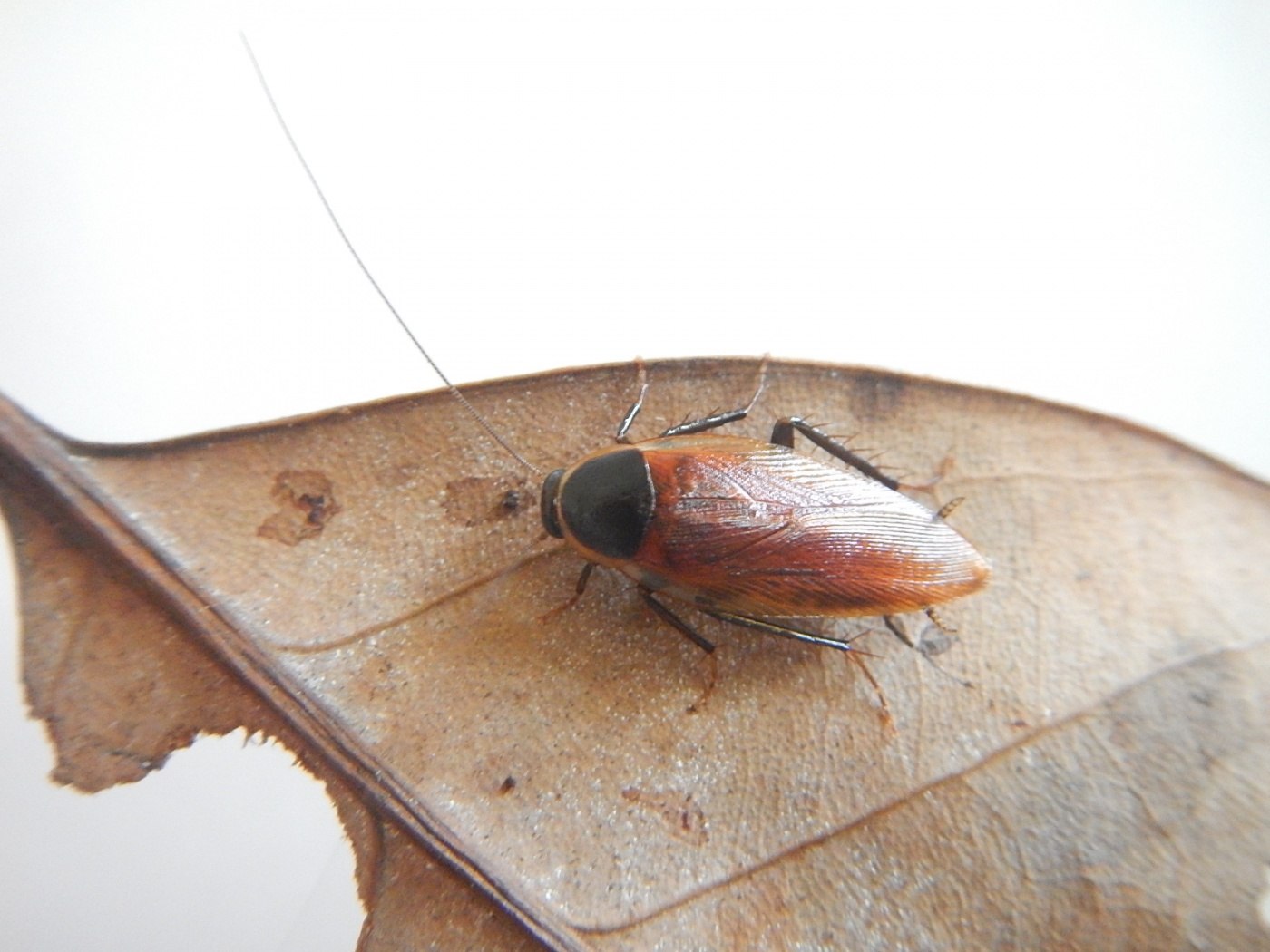 Жуки похожие на тараканов. Летающие жуки похожие на тараканов. Тараканы на Кипре. Осенний Жук, похожий на таракана. Черный жук похожий на таракана