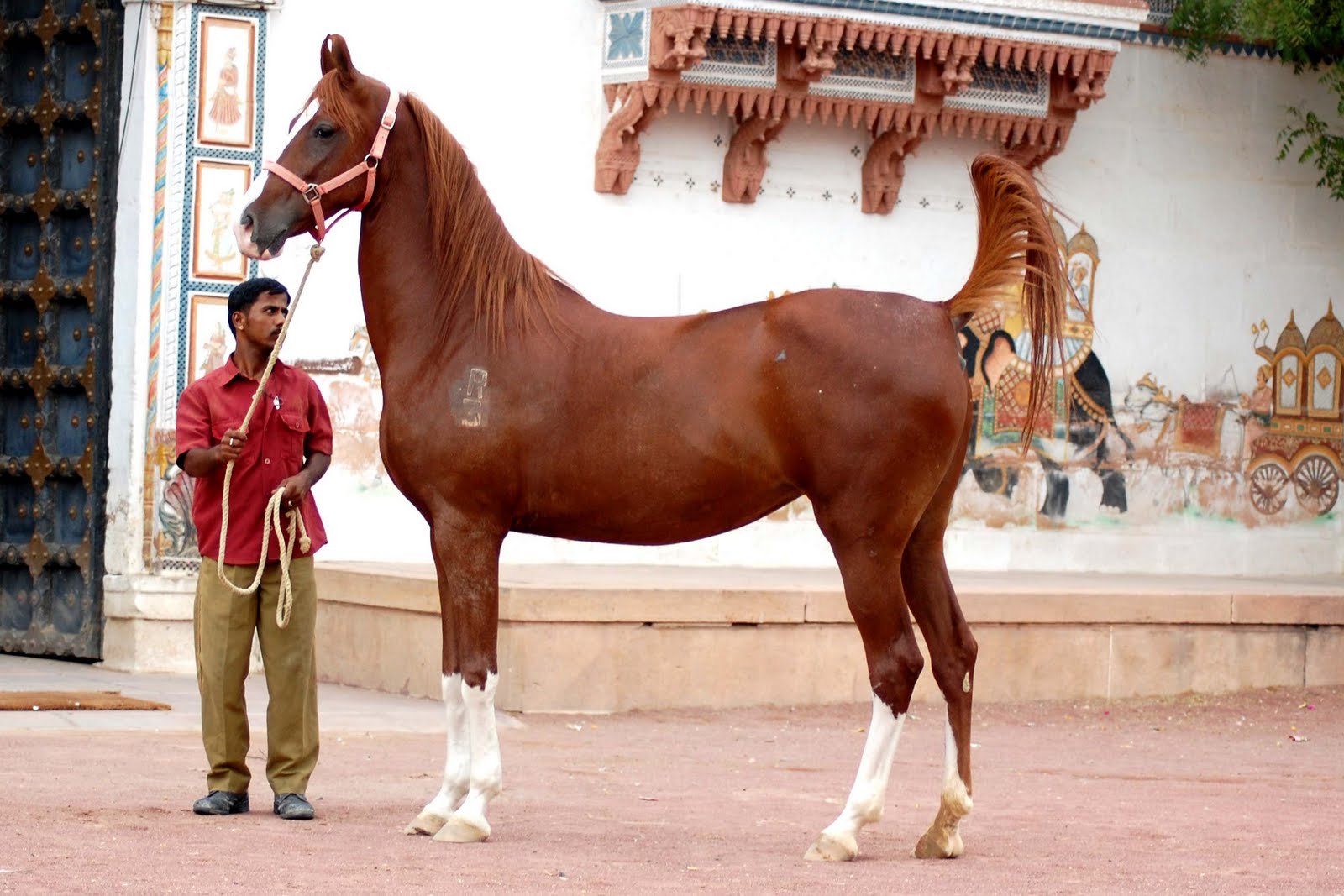 Indian horse. Марвари лошадь. Лошади породы марвари. Лошади Индии марвари. Марвари гнедая.