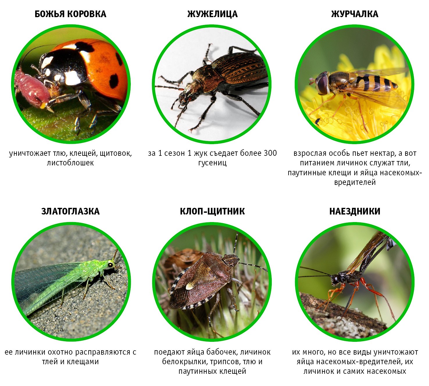 В каких продуктах насекомые. Полезные насекомые. Полезные насекомые в саду. Насекомые полезные название. Насекомые вредители с названиями.