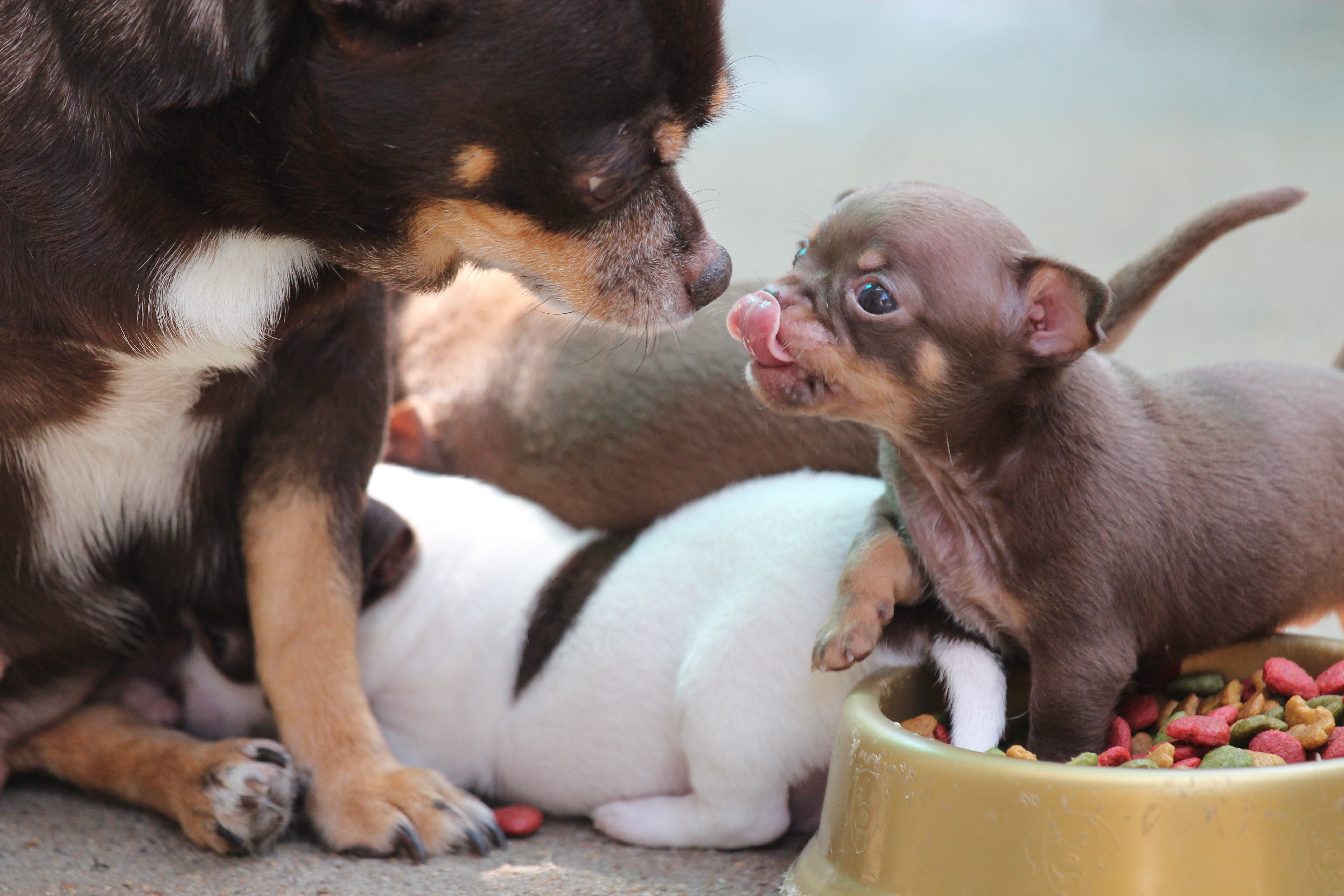 Можно щеночку. Чихуахуа Пуппи. Новорожденные щенки чихуахуа. Про маленького щенка. Мелкие домашние животные.