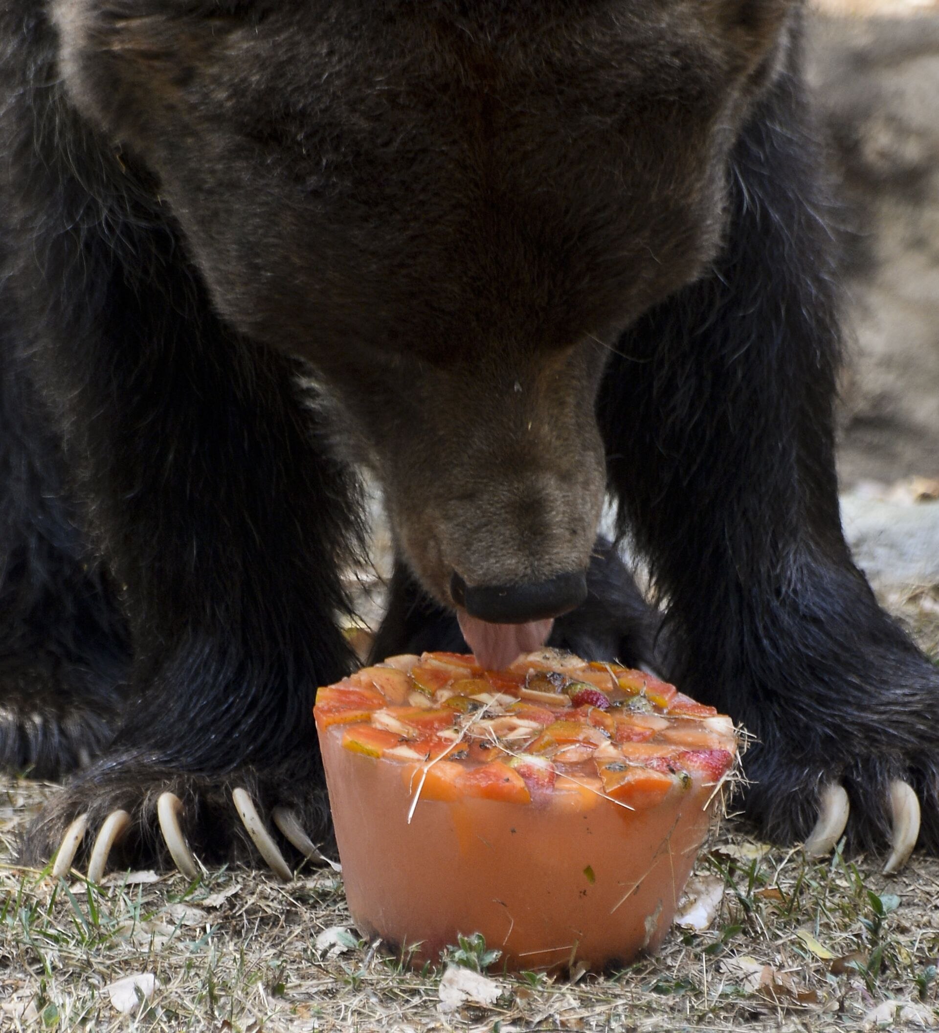 Есть ли медведь людей. Бурый медведь ест. Медведь ест. Еда медведя. Медведь питается.