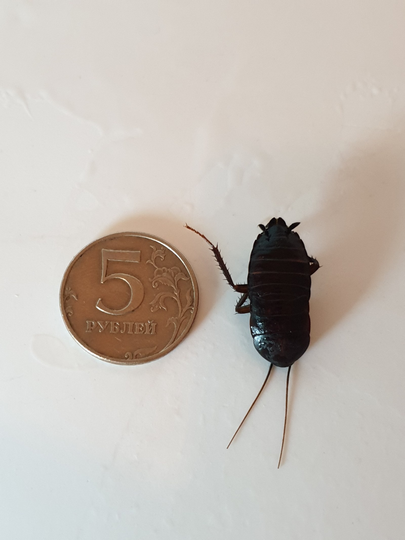 Черный похож на таракана. Жук таракан черный летающий. Маленький черный таракан. Маленькие черные тараканы в квартире. Южные тараканы.