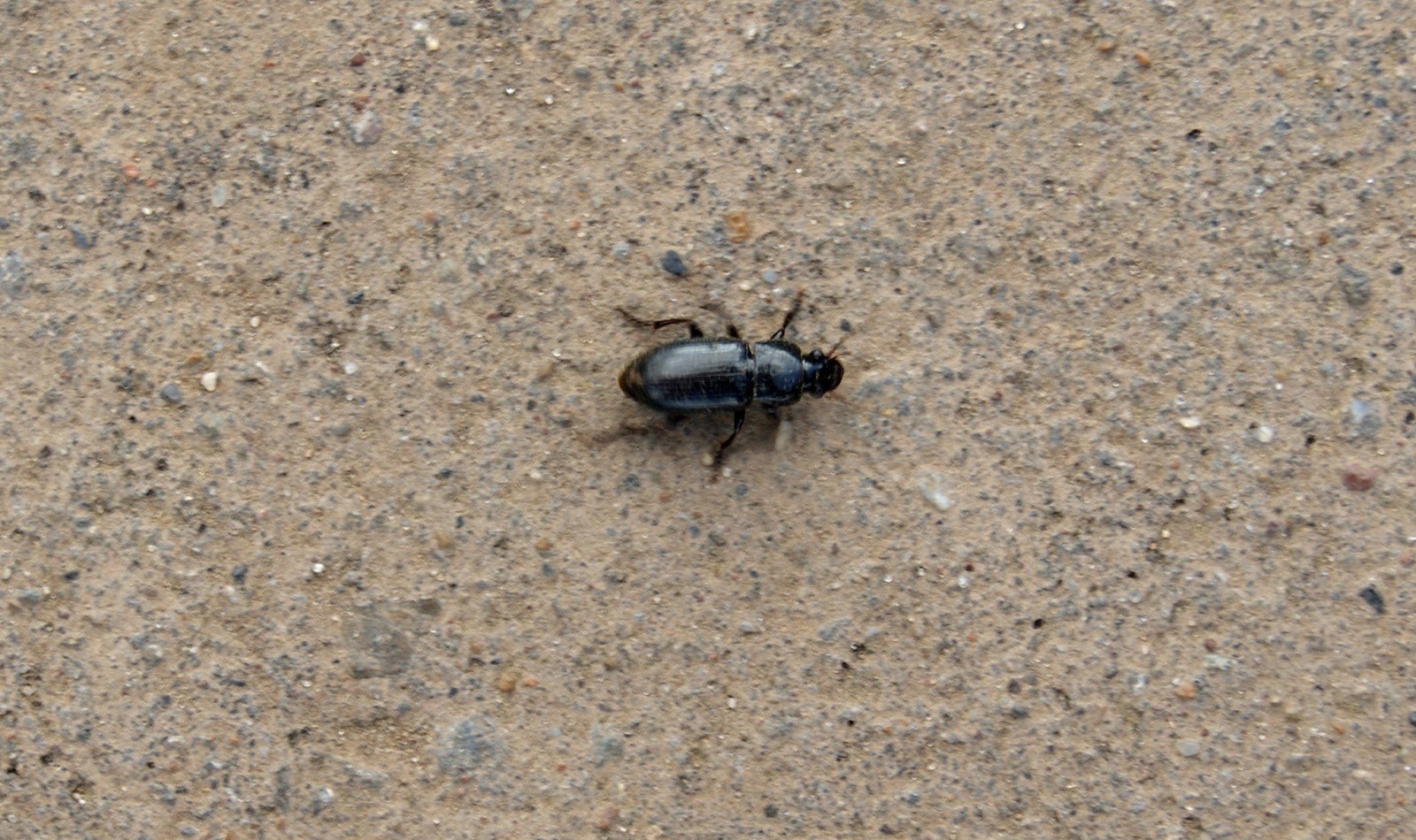 Черный жук похожий на таракана. Чёрный Жук похожий на таракана. Черные жуки похожие на тараканов. Чёрные жуки в квартире похожие на тараканов. Жук на асфальте.