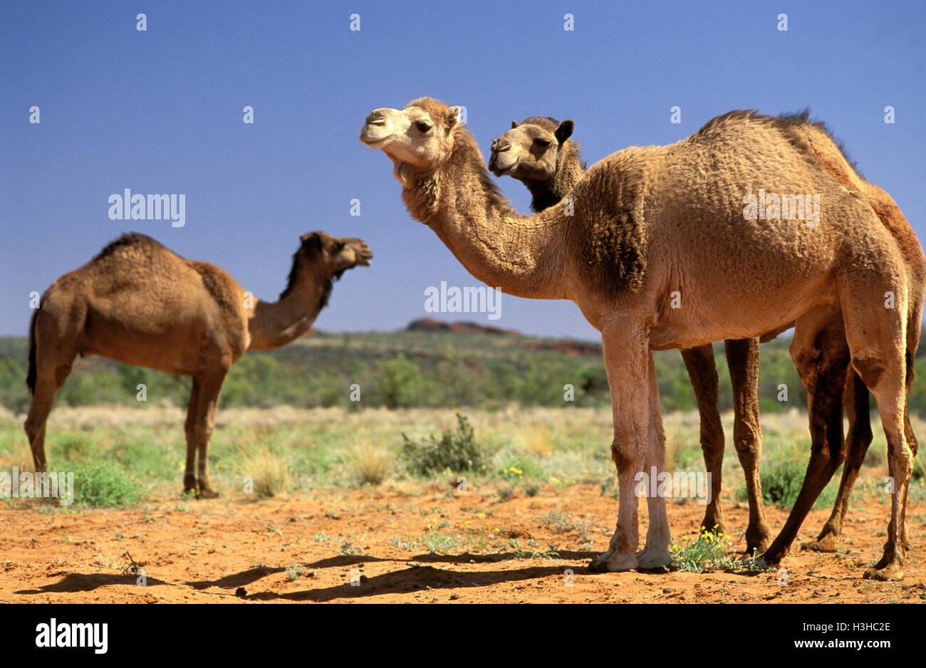 Лет живет верблюд. Одногорбый верблюд в Австралии. Дикий одногорбый верблюд австралийский. Одногорбый верблюд дромедар. Дикие Верблюды Австралии.