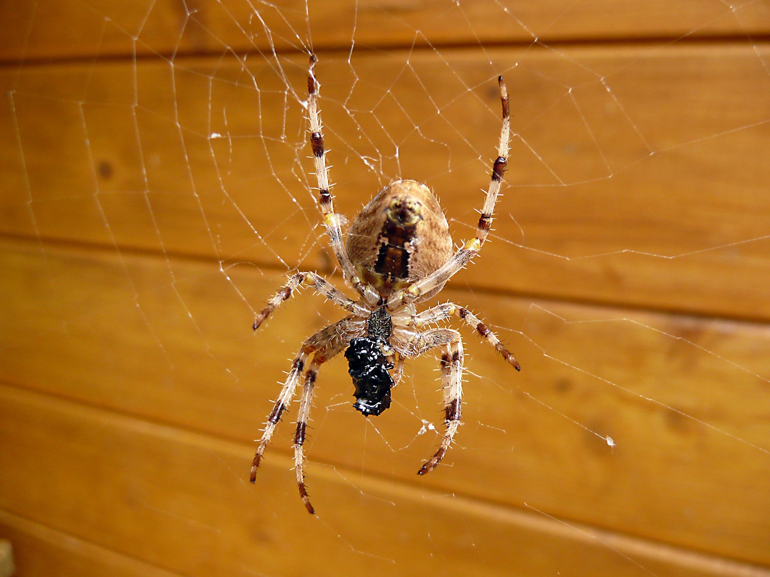 Фото пауков дома. Паук Мизгирь крестовик. Araneus diadematus - крестовик. Паук крестовик квартирный. Паук крестовик домашний.