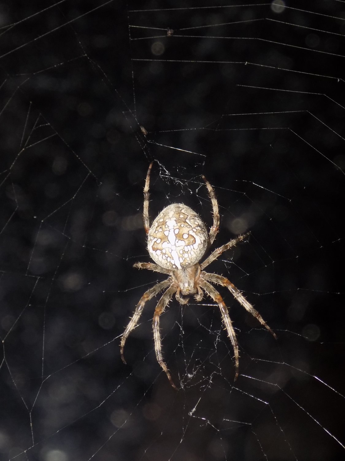 белый паук в подмосковье фото