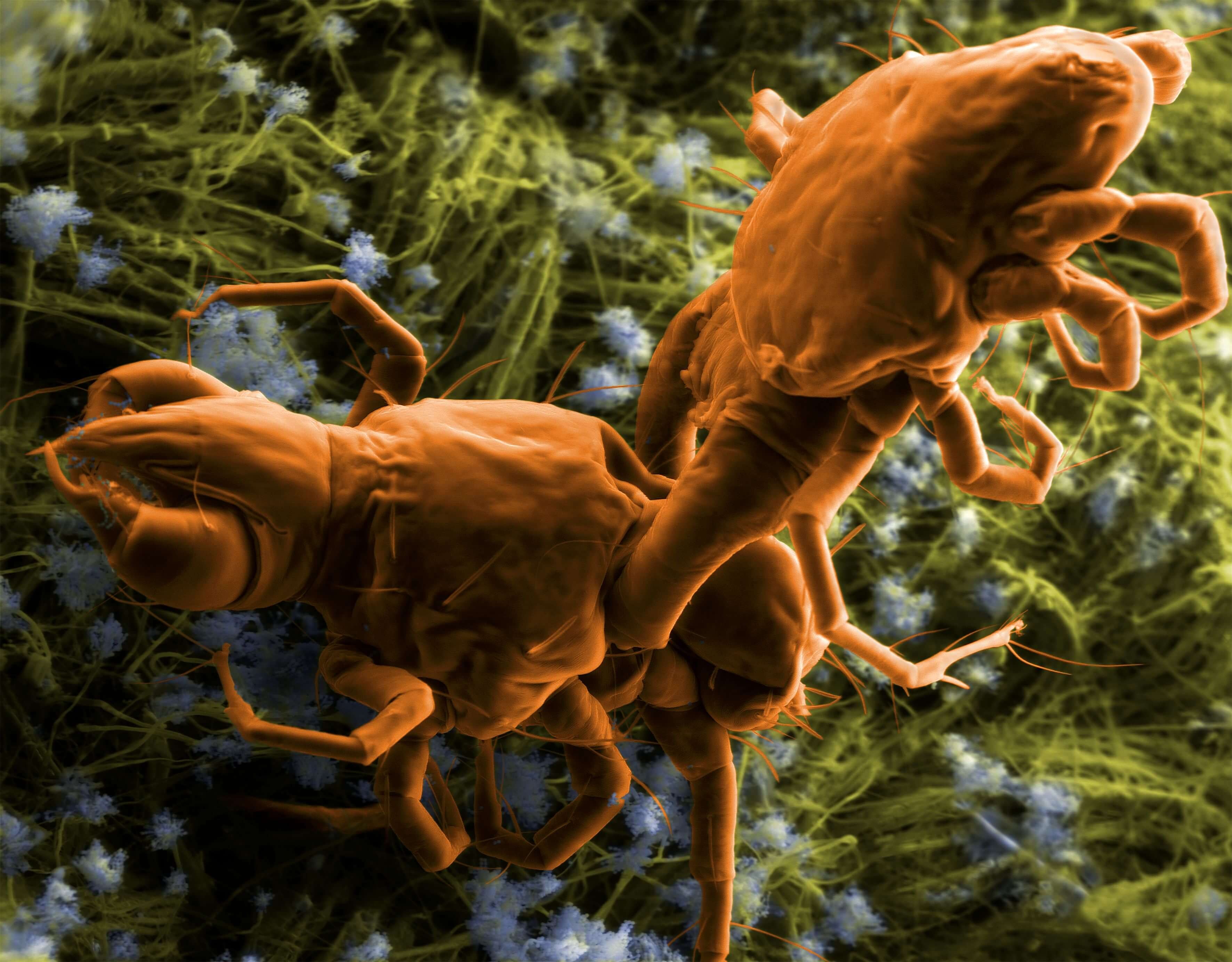 Против пылевого клеща. Сапрофиты пылевые клещи. Клещ сапрофит под микроскопом. Пылевой клещ сапрофит.