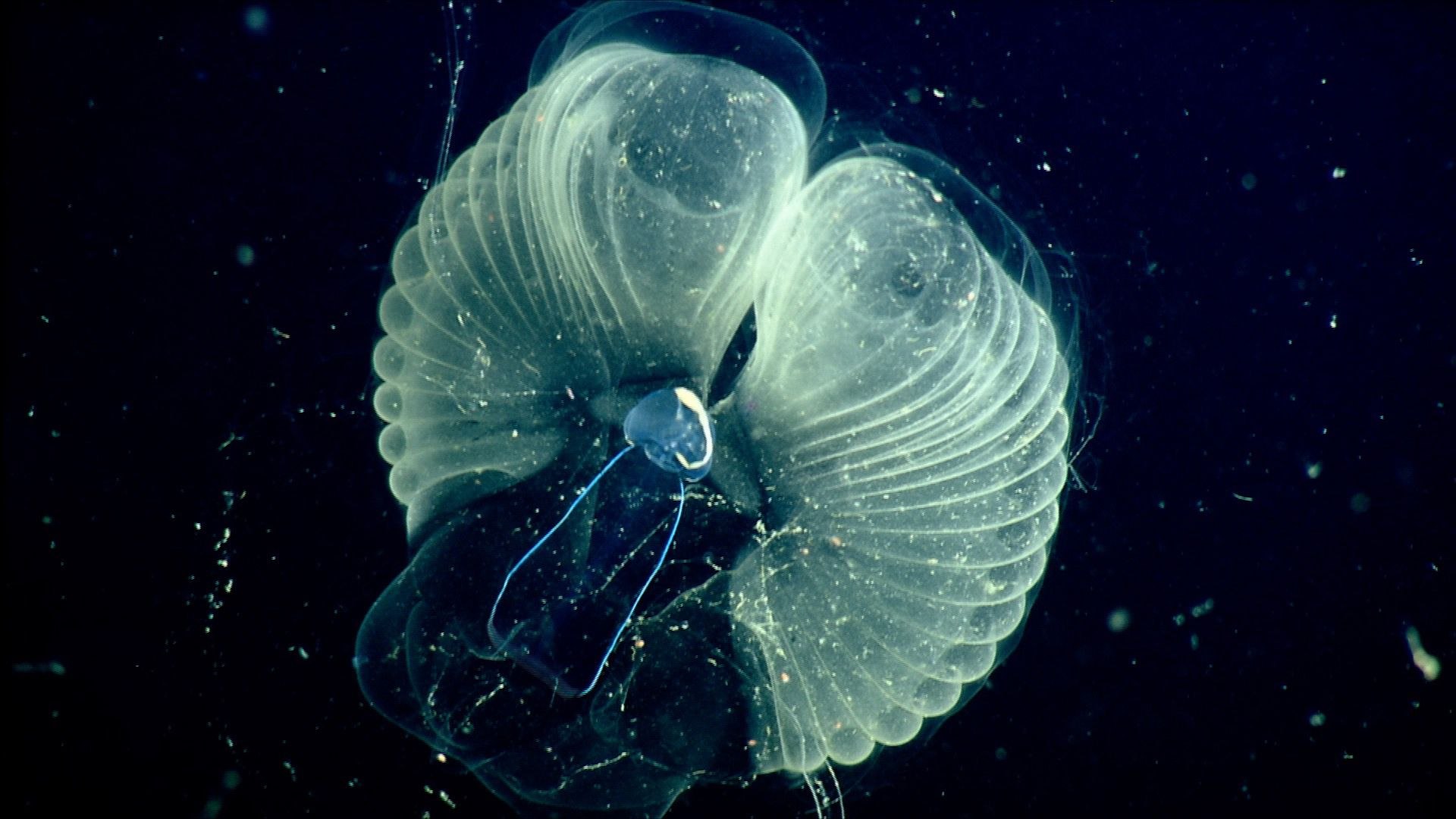 Аппендикулярии. Аппендикулярия Харон. Bathochordaeus Charon планктон. Оболочники аппендикулярии. Сальпы планктон.